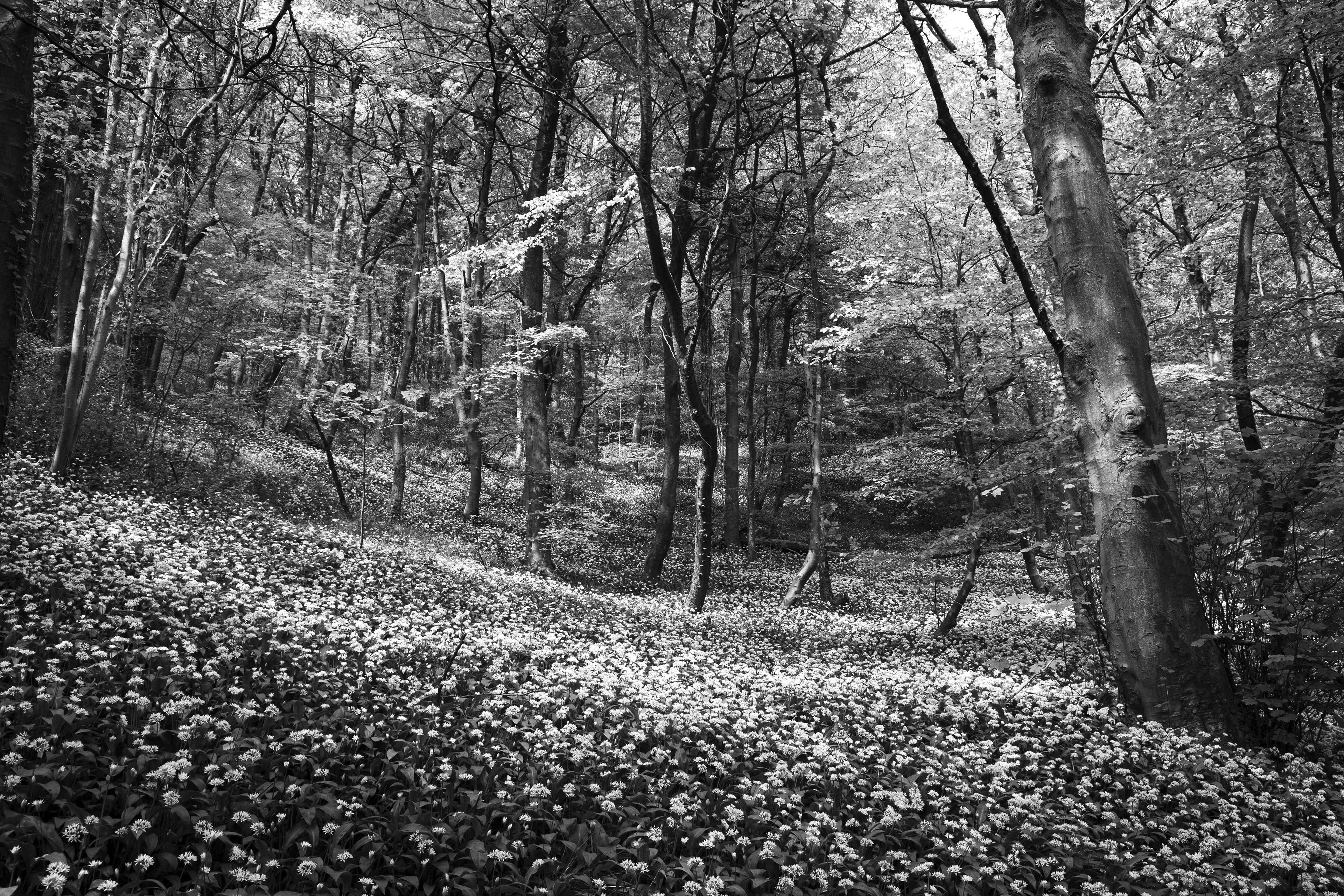 Cressbrook Dale, The Peak District