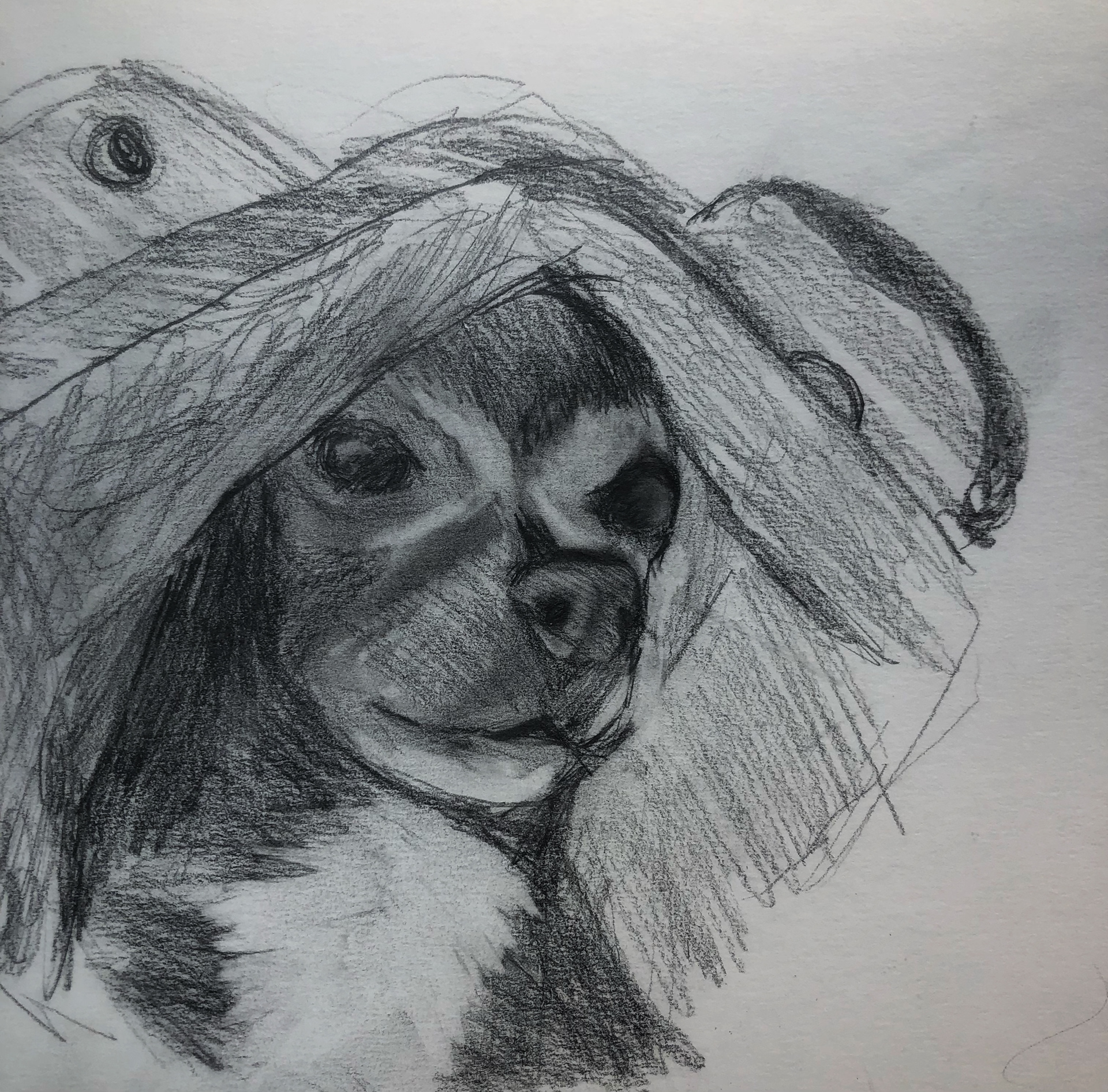 Diegito Sketch