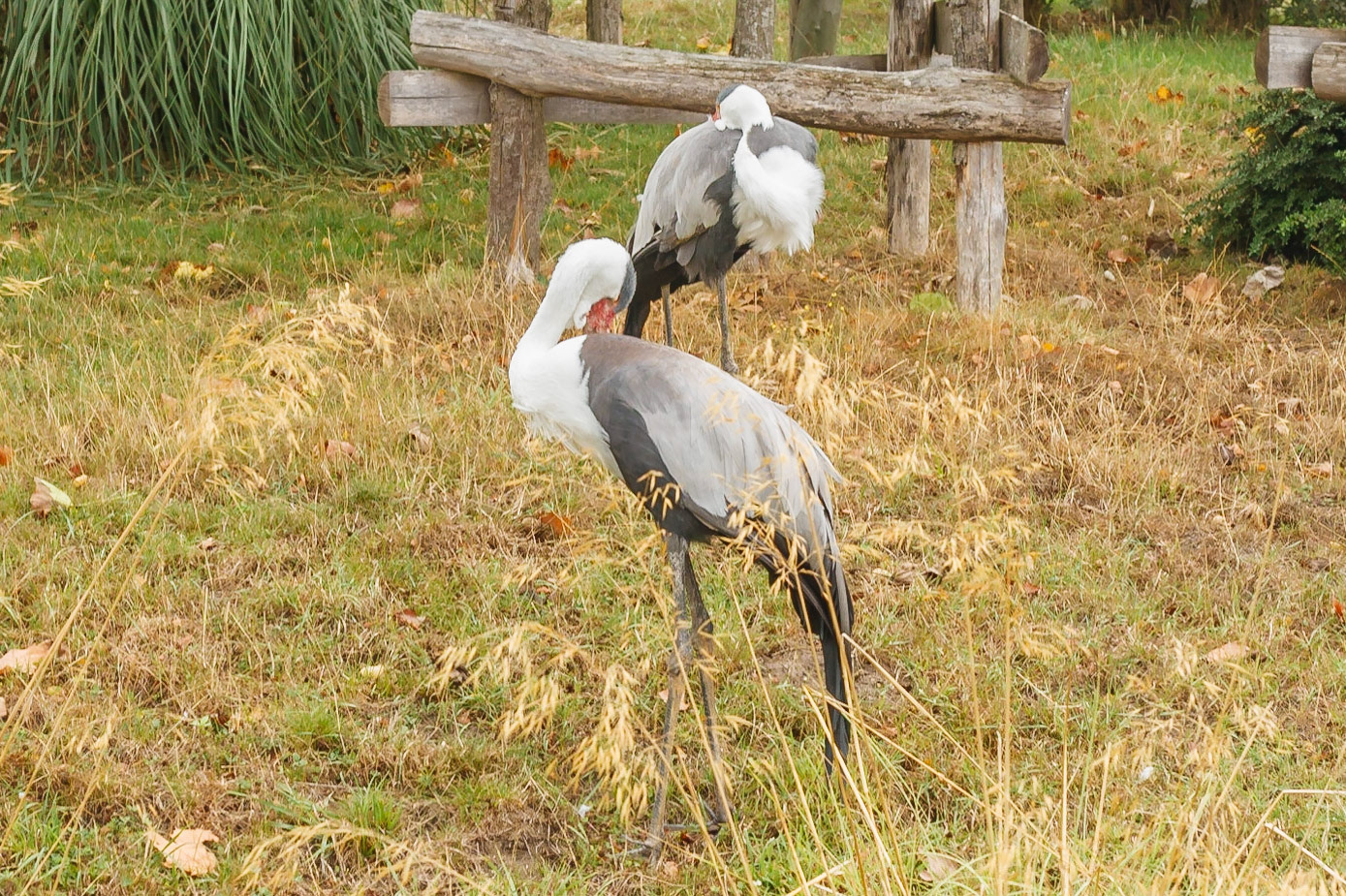 Zoo de Beauval