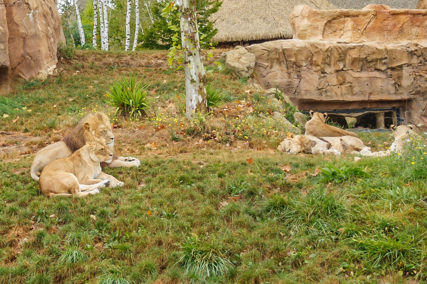 Zoo de Beauval