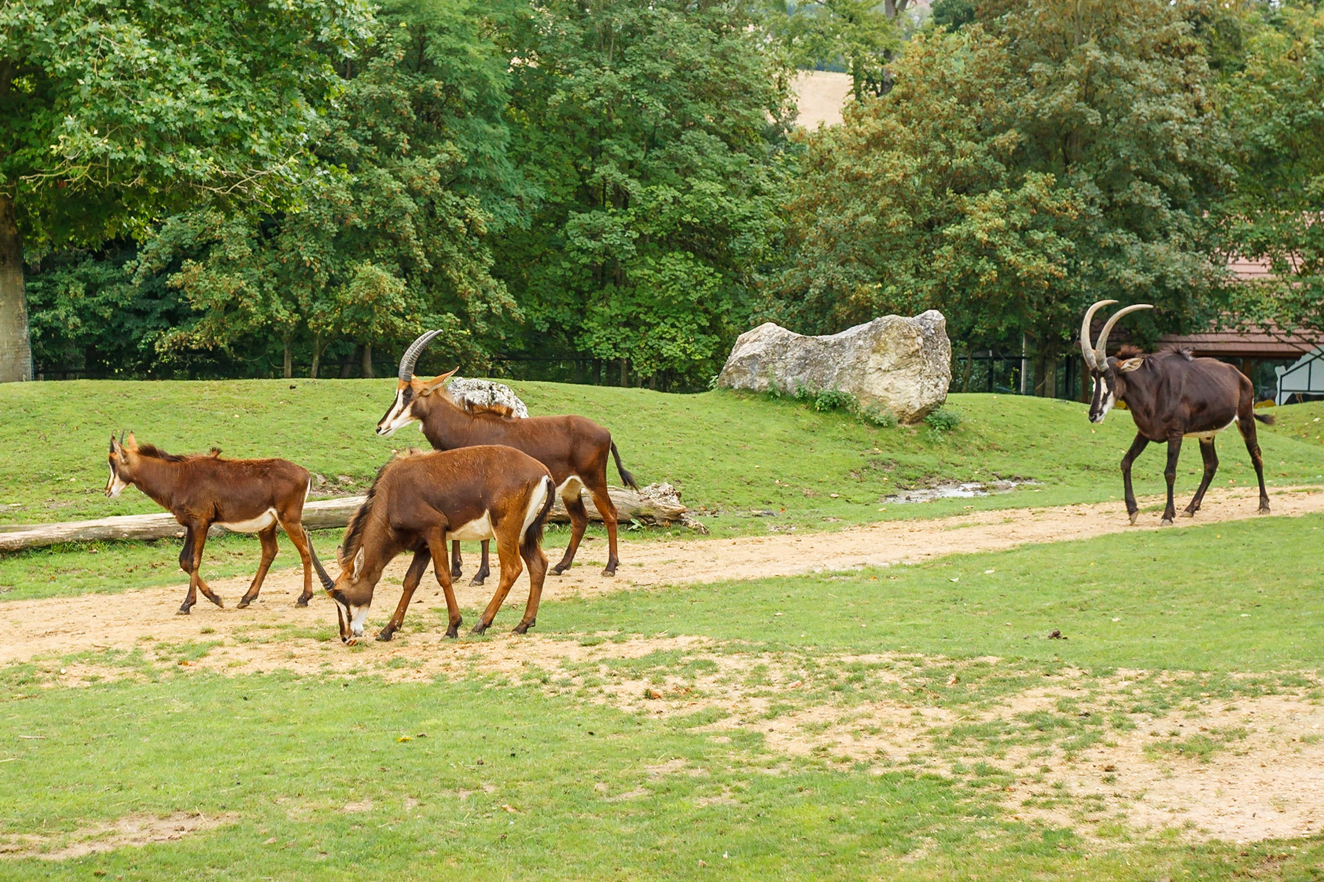 Zoo de Beauval