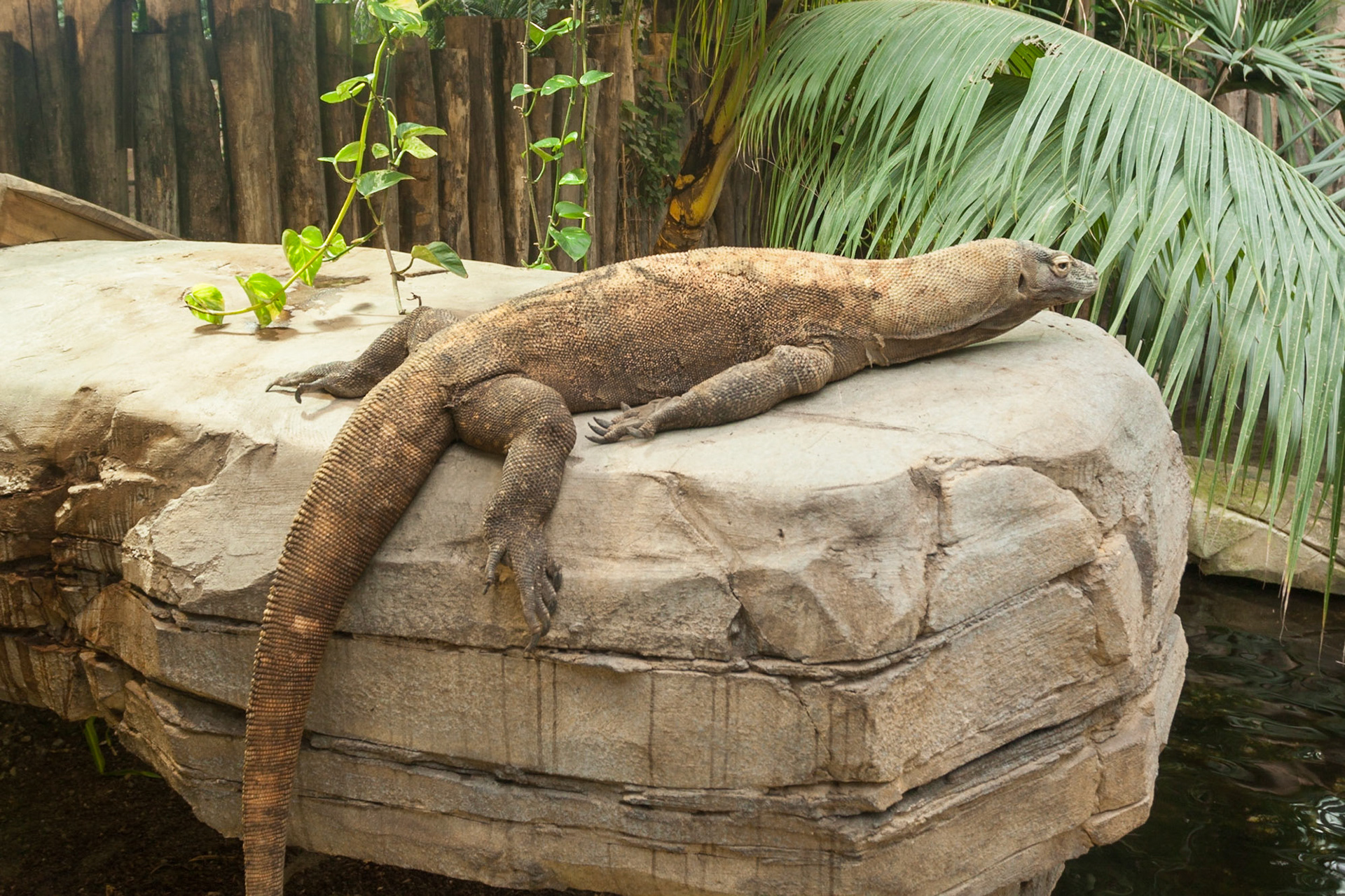 Zoo de Beauval