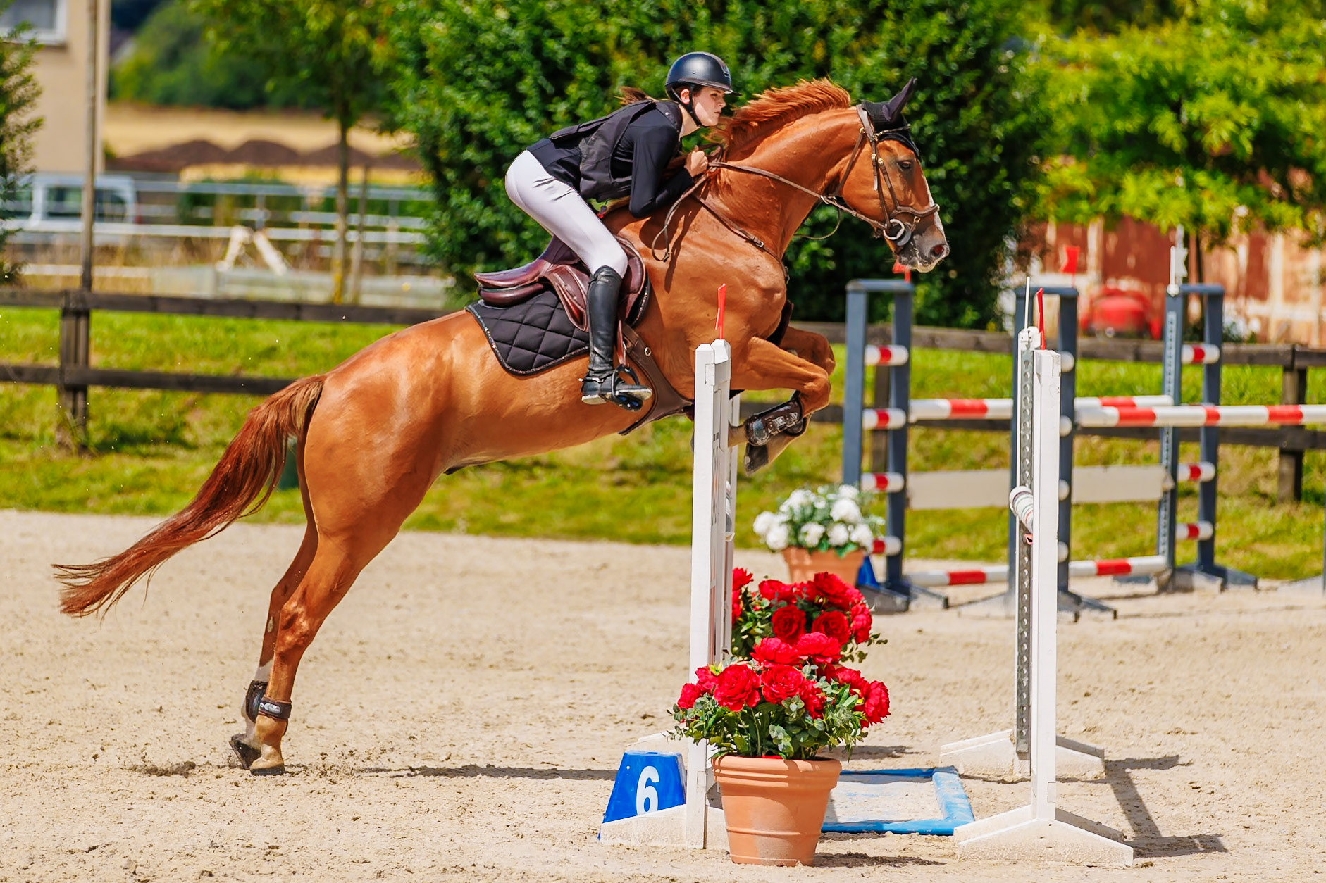 13 juillet 2024 / Haras de Liverdy-en-Brie / Seine-et-Marne / Saut d'obstacles Amateur 1  Grand Prix (1.20 m)