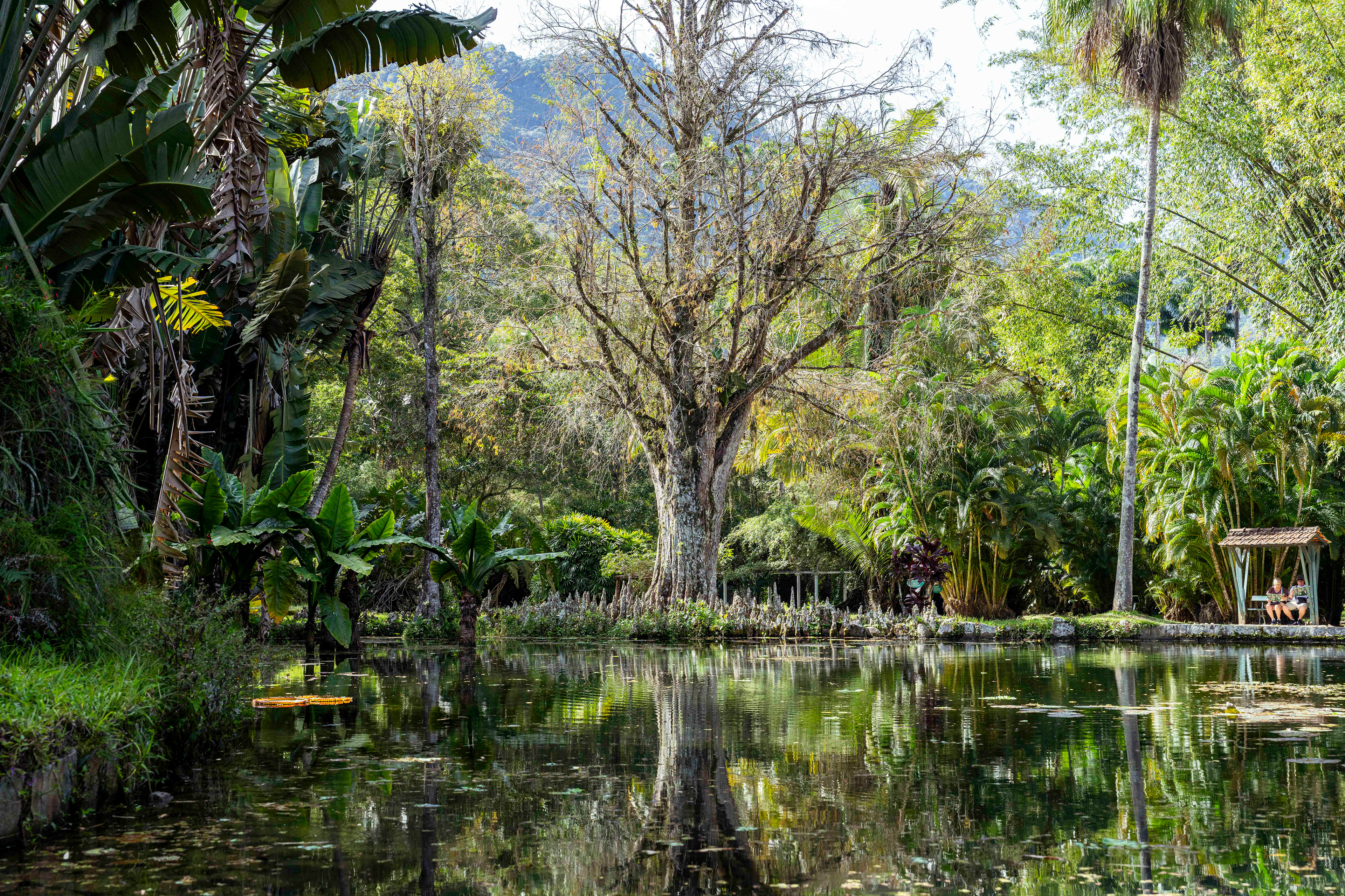 Jardín Botánico Brasil