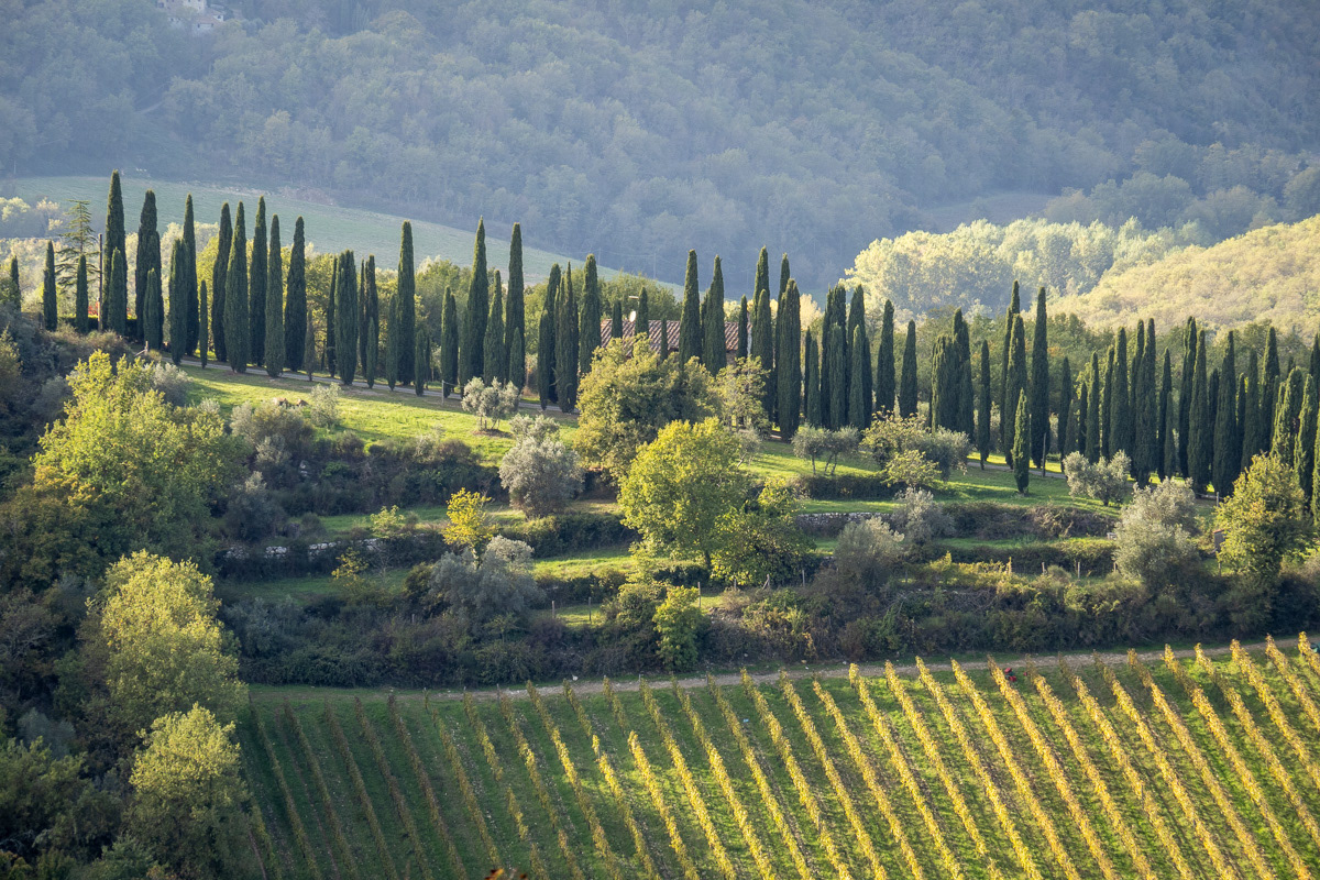 Pencil Pines and Vineyards