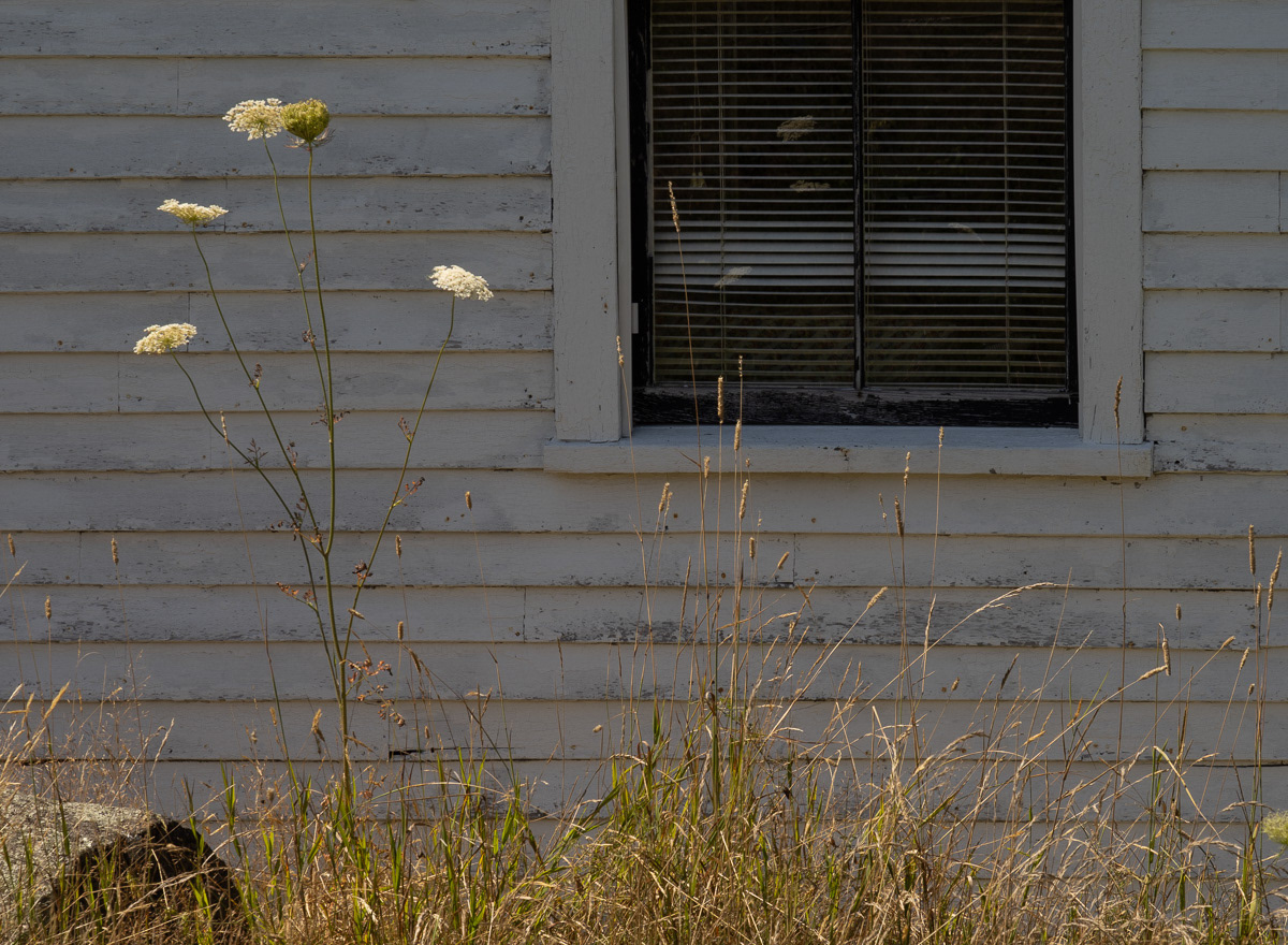Queen Anne's Lace