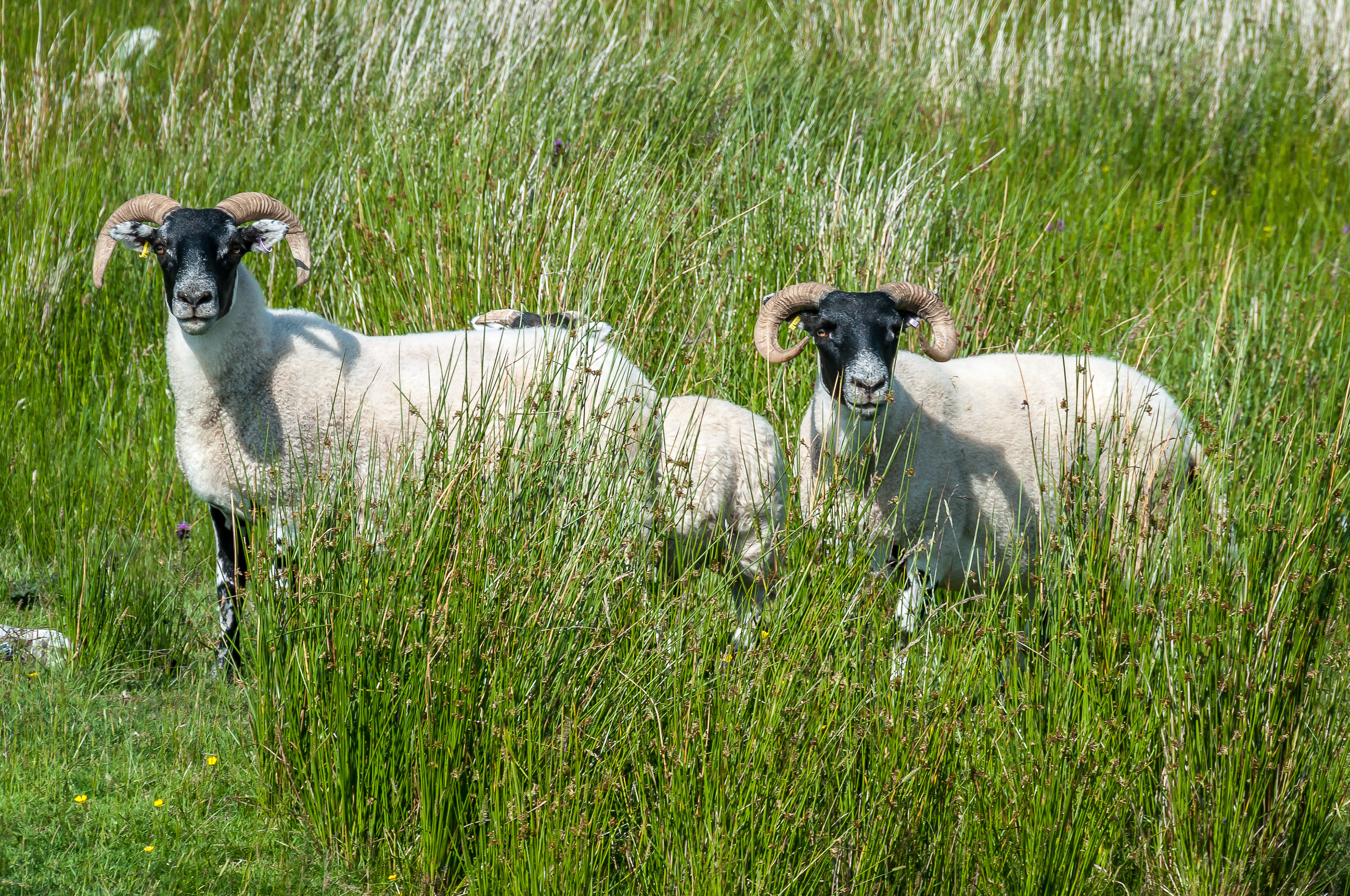 Shaun's Scottish cousins