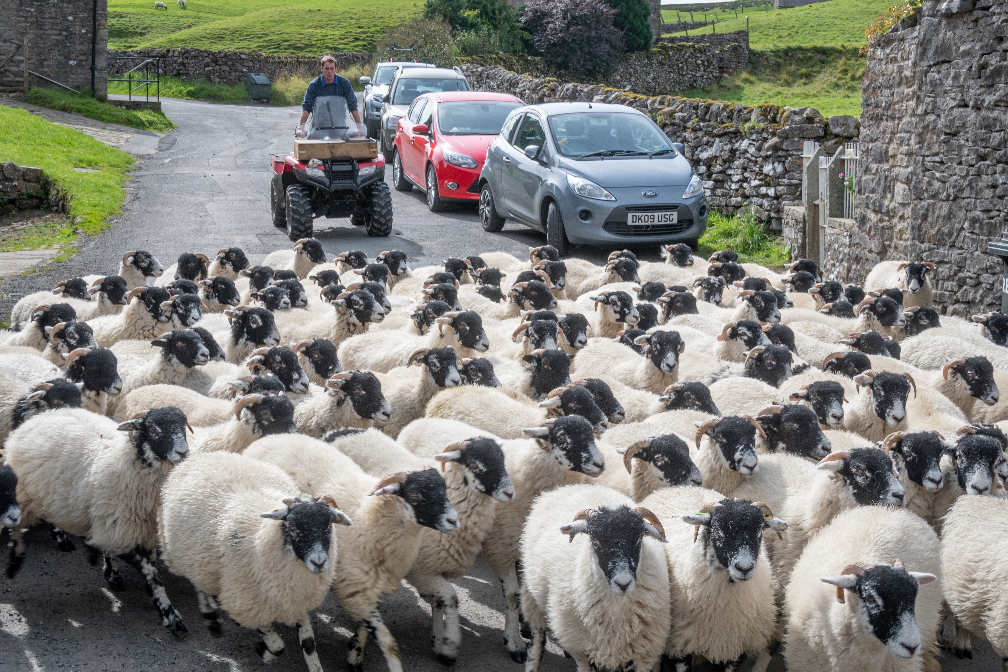 Sheep herding stops traffic in the Village of Keld, Swaledale
