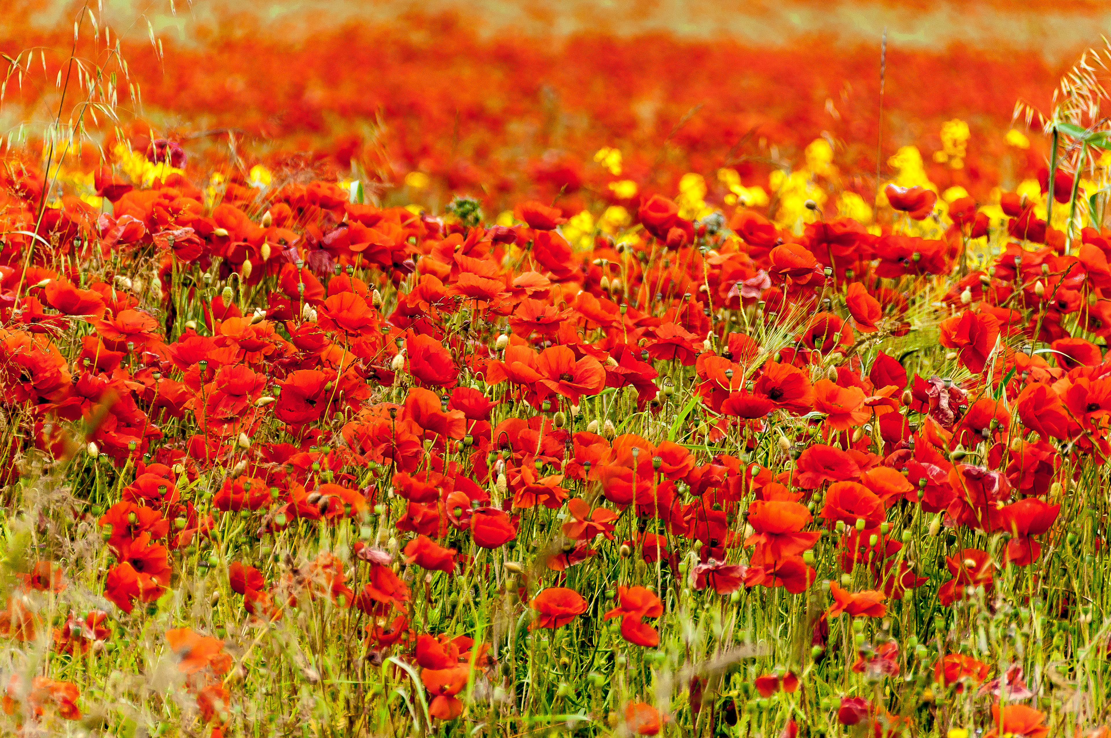Poppy field, North Yorkshire
