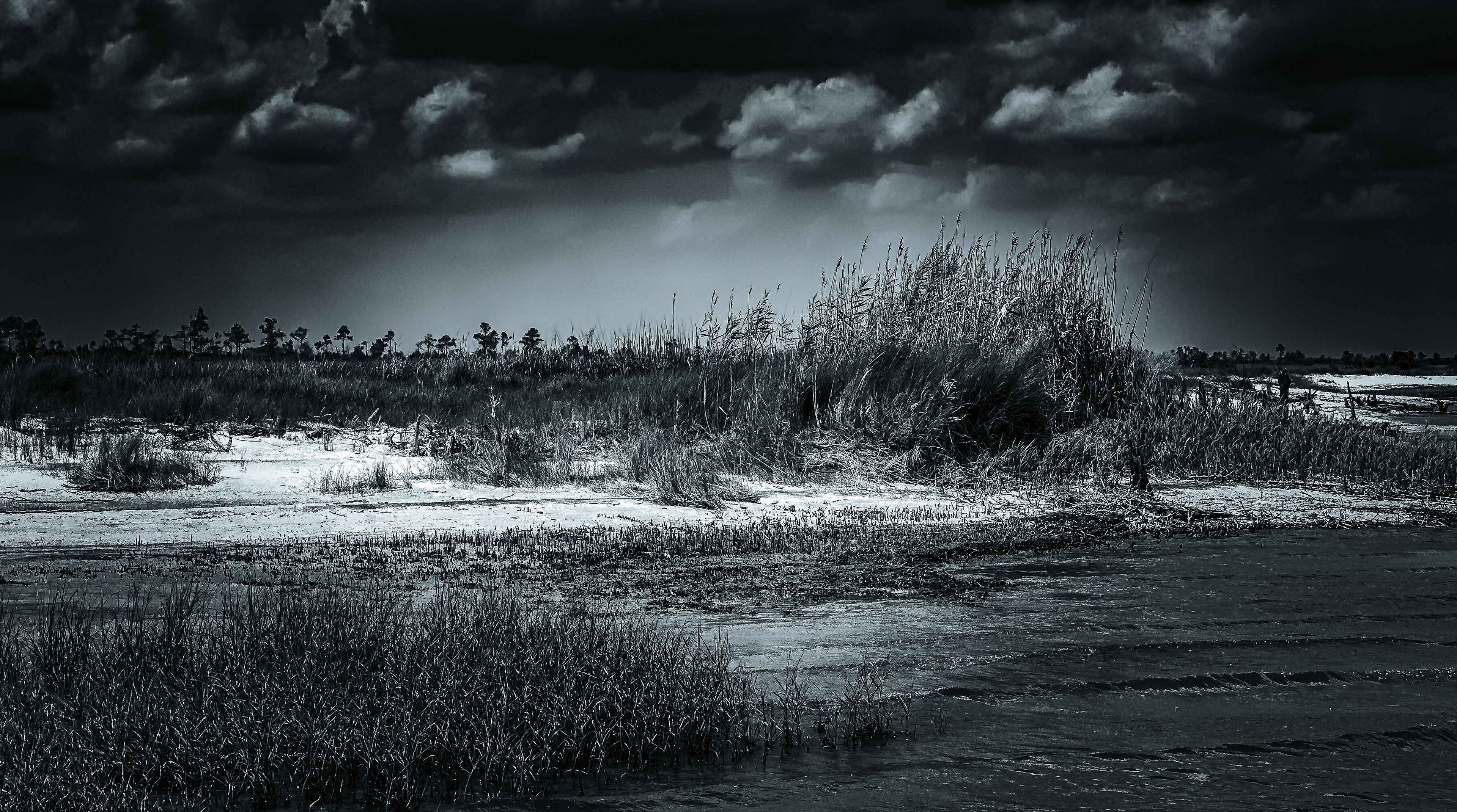 Whispers in the Marsh