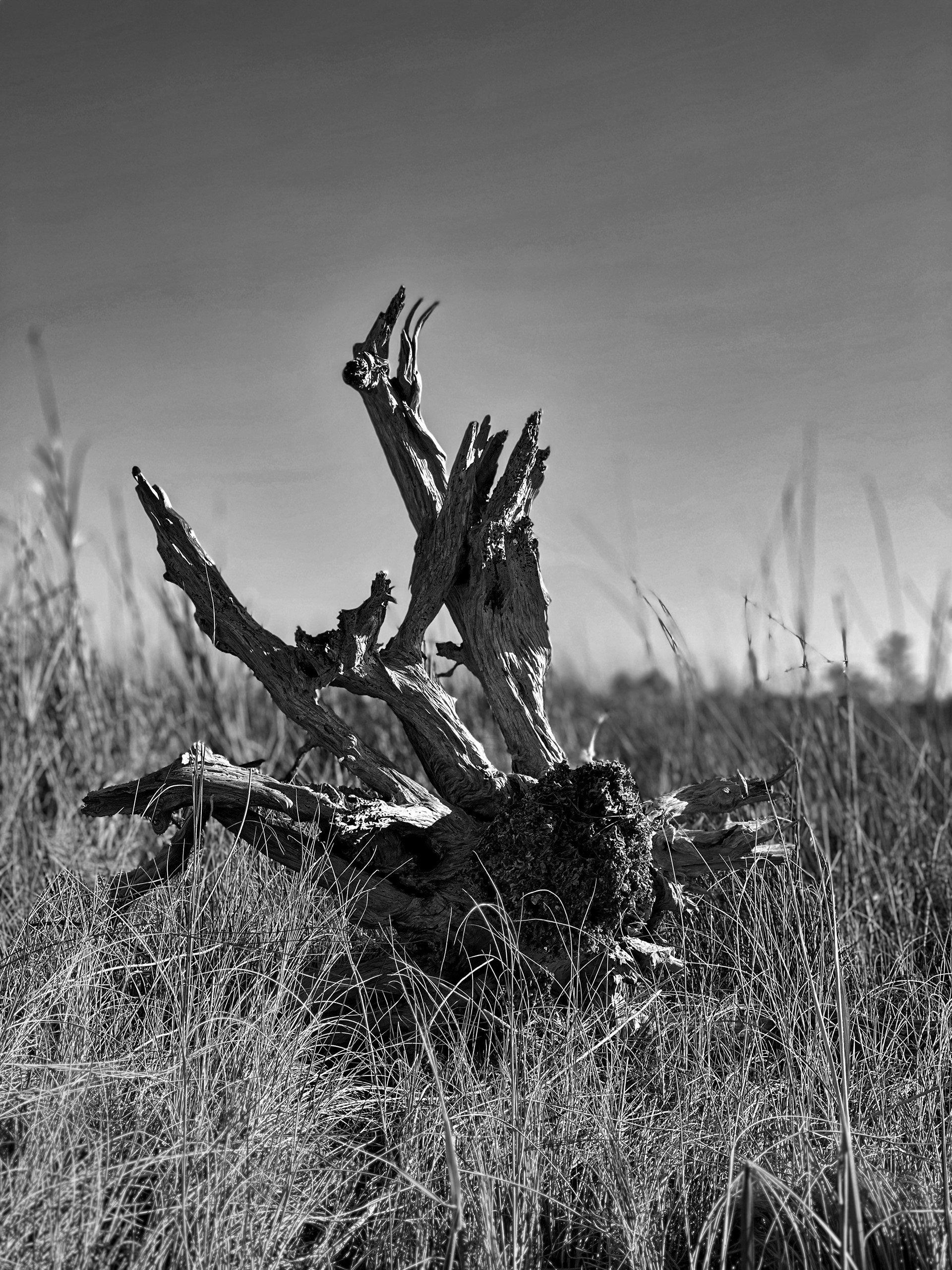 The Shape Left Behind