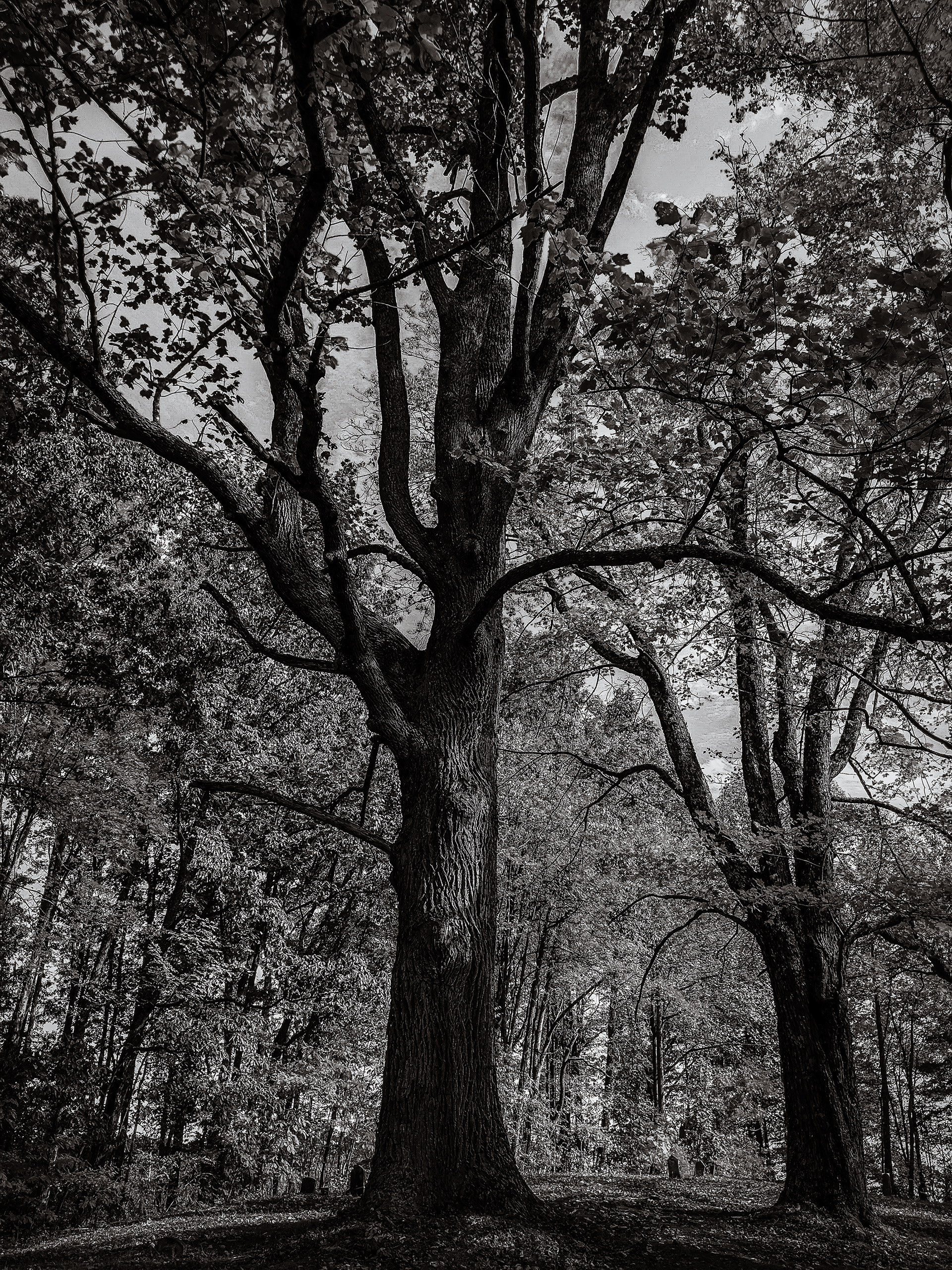 Roots of Remembrance