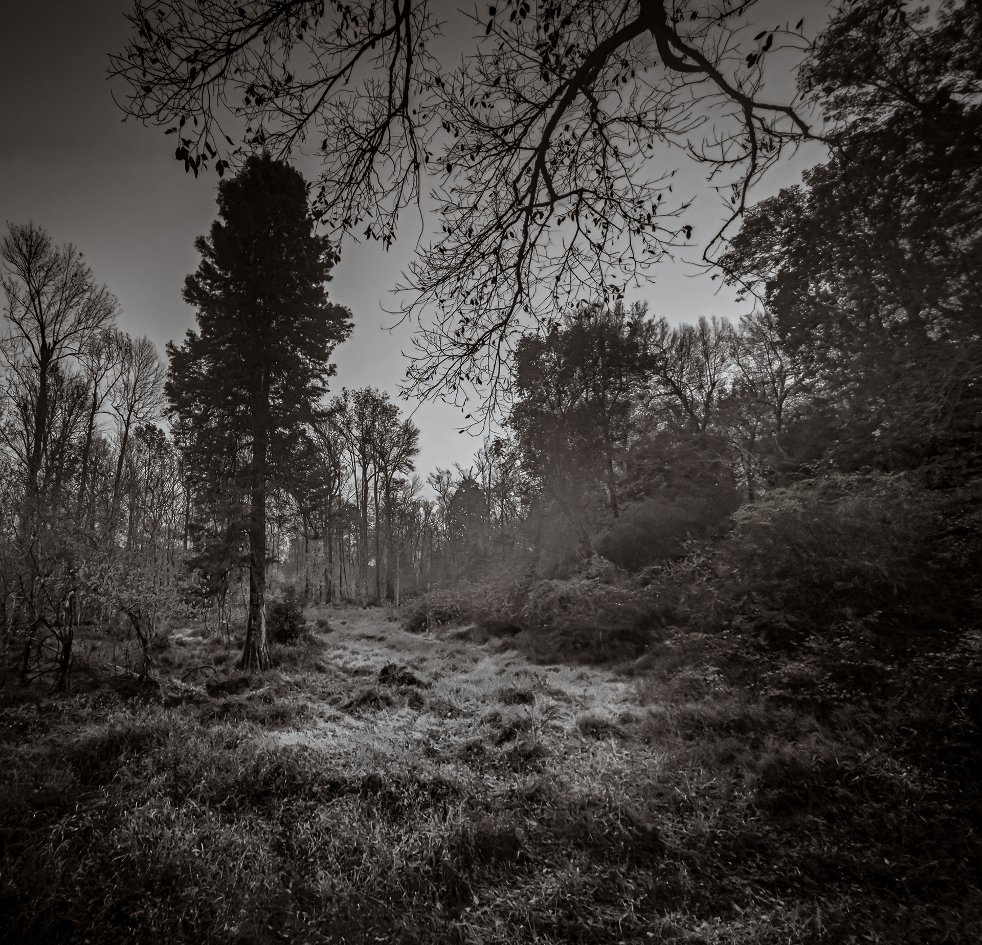 What Grows Unseen