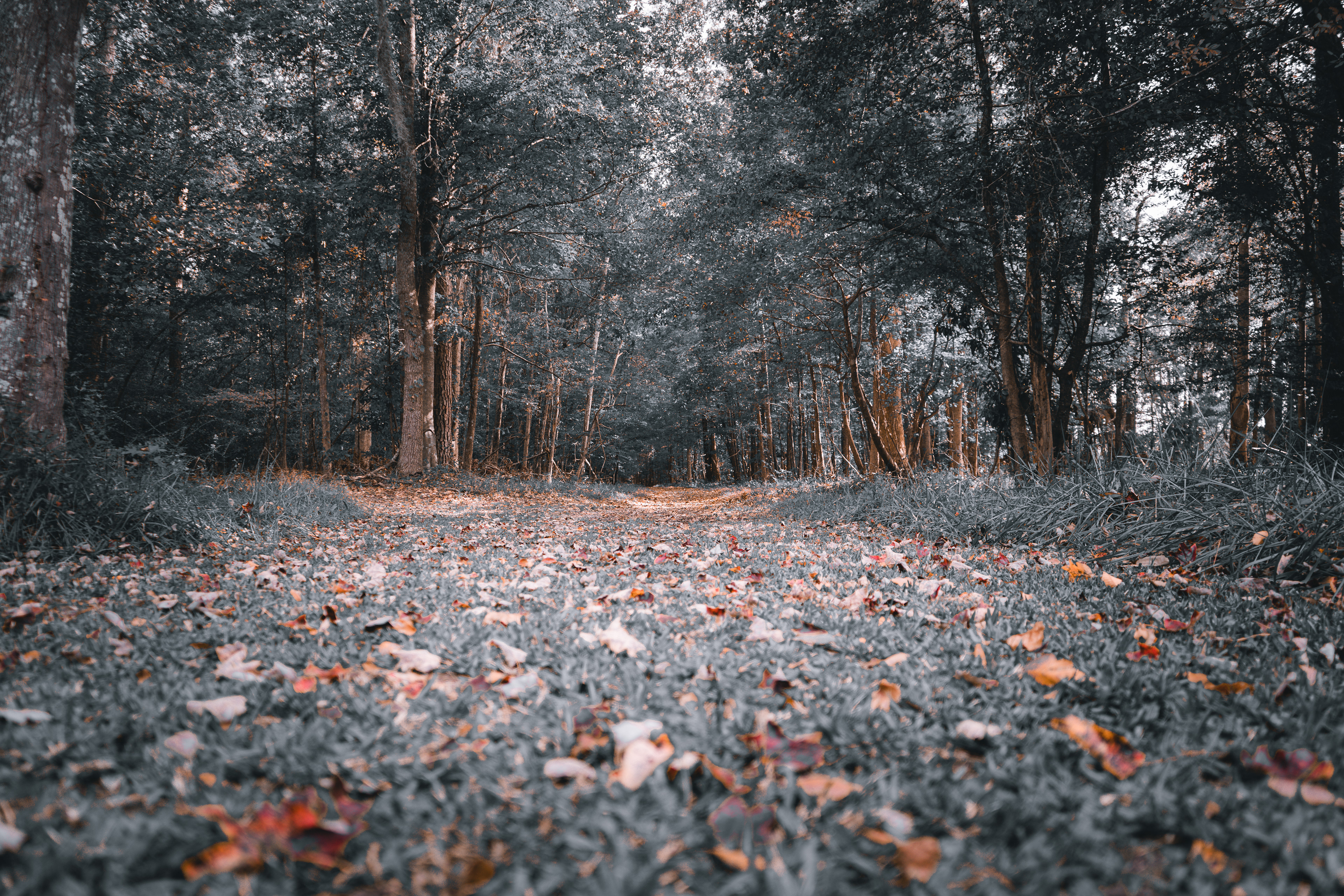 The Entrance to Our Childhood