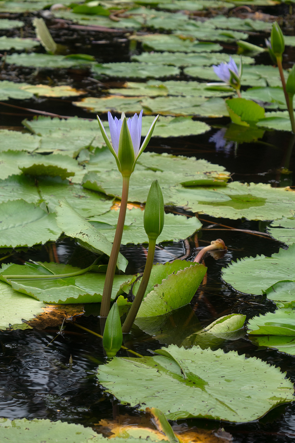Heteranthera rotundifolia