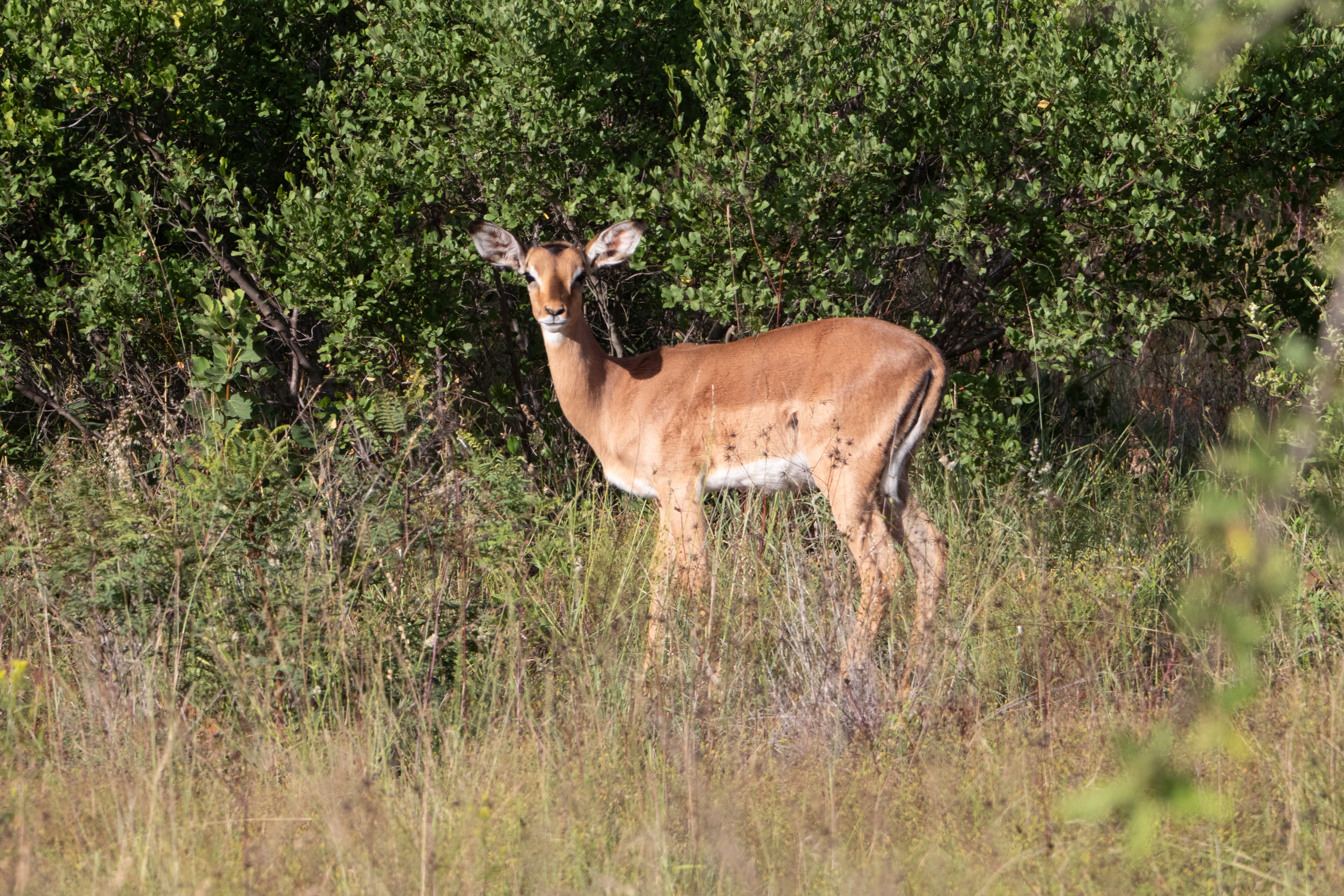 Antilope