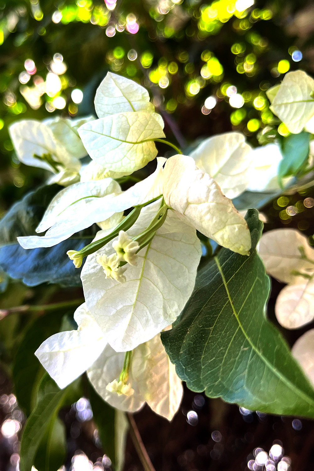 Jasmine