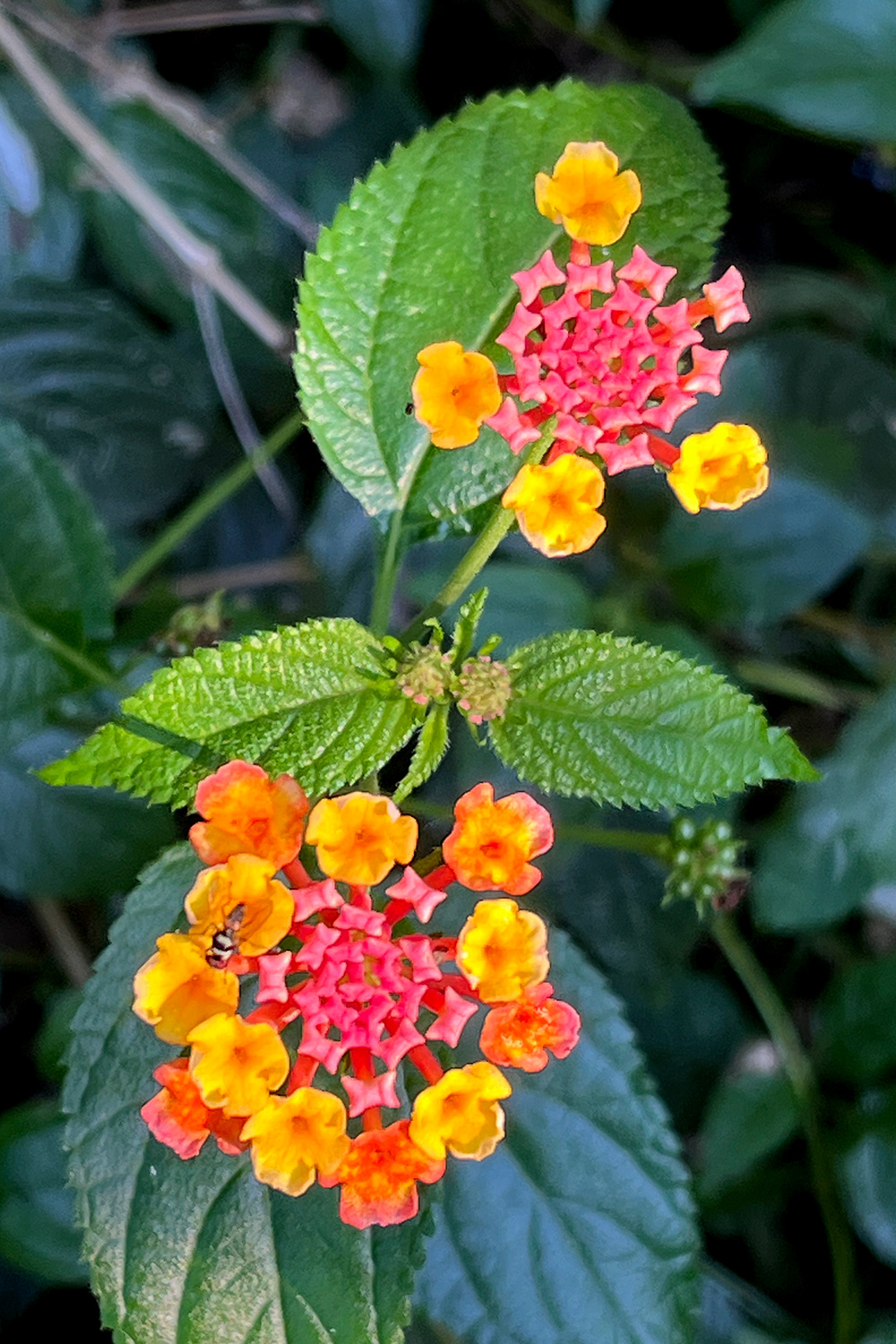 West Indian Lantana