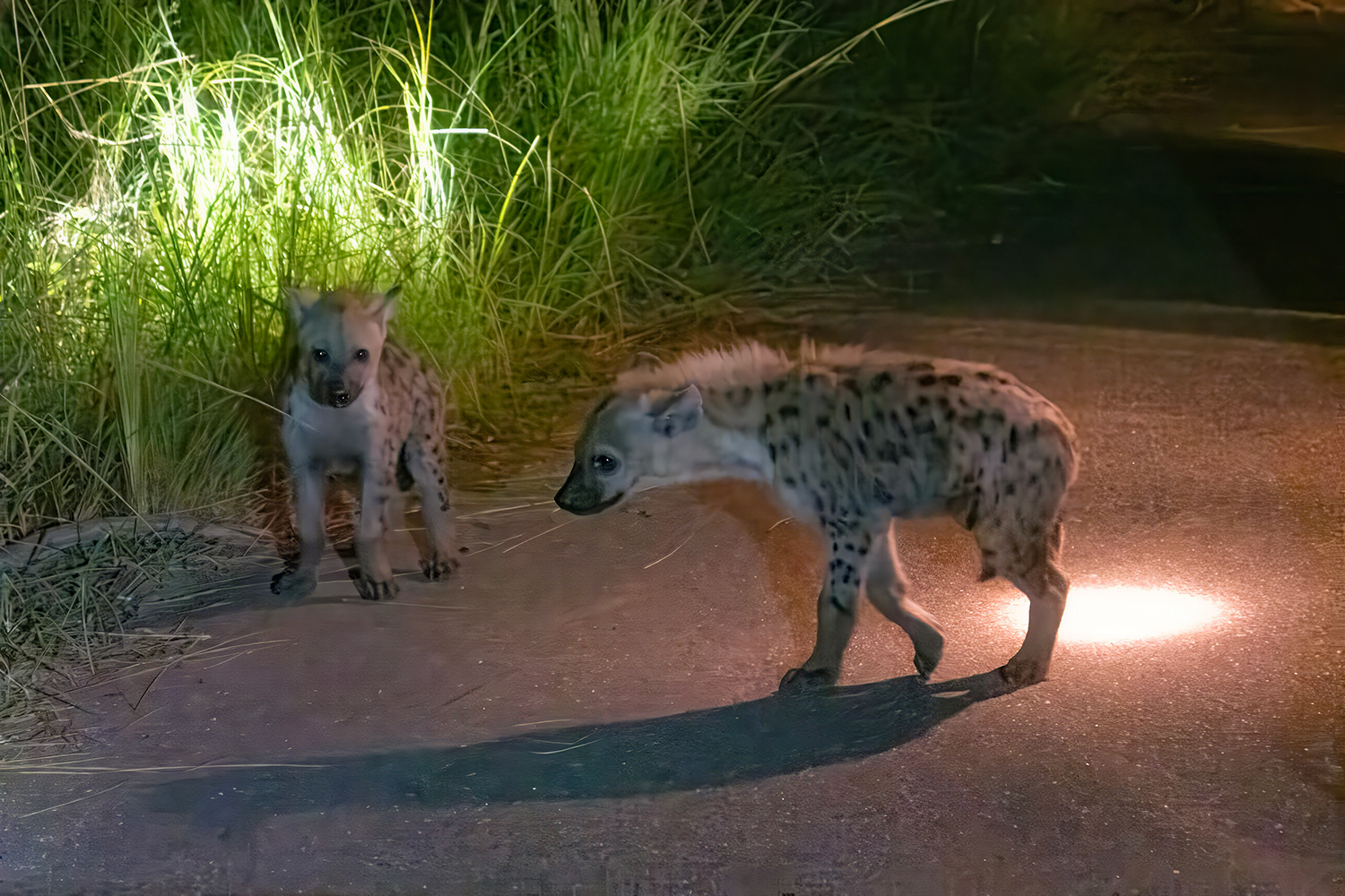 Hyena