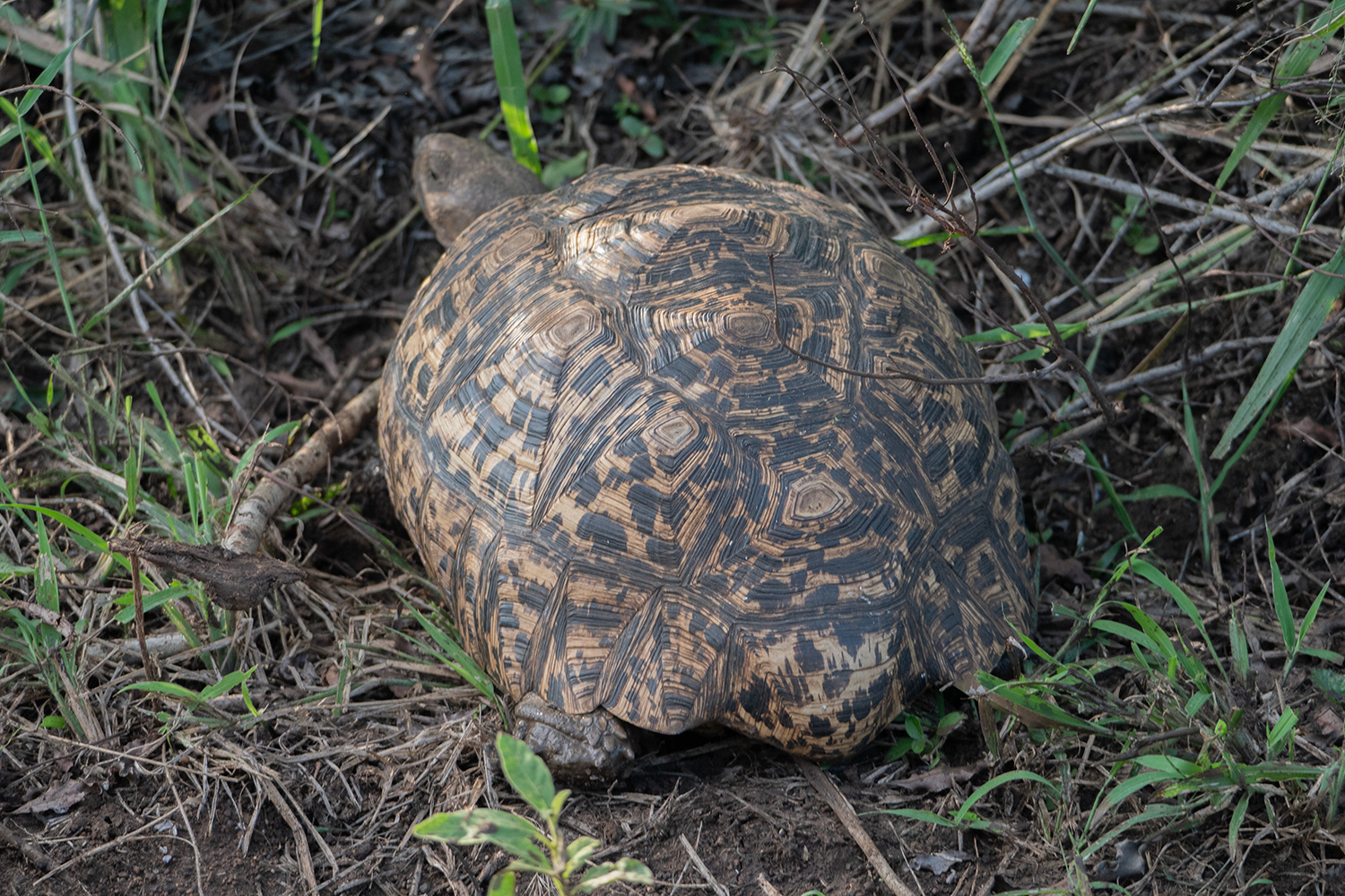 Luipaard Schildpad