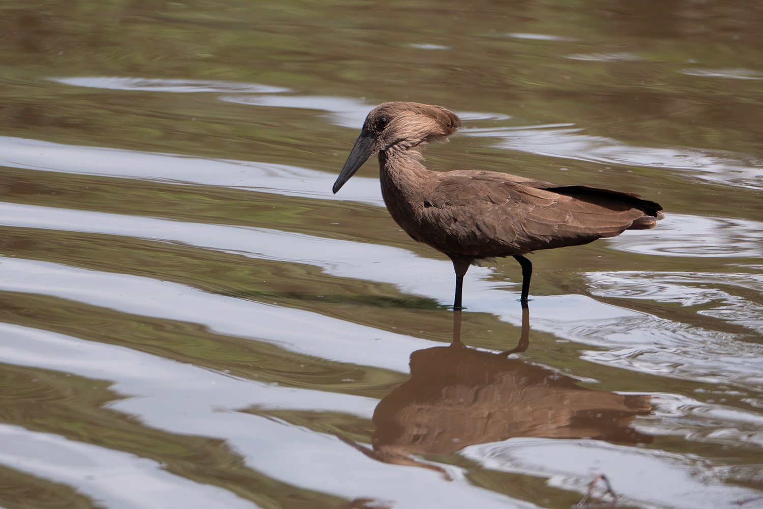 Hamerkop