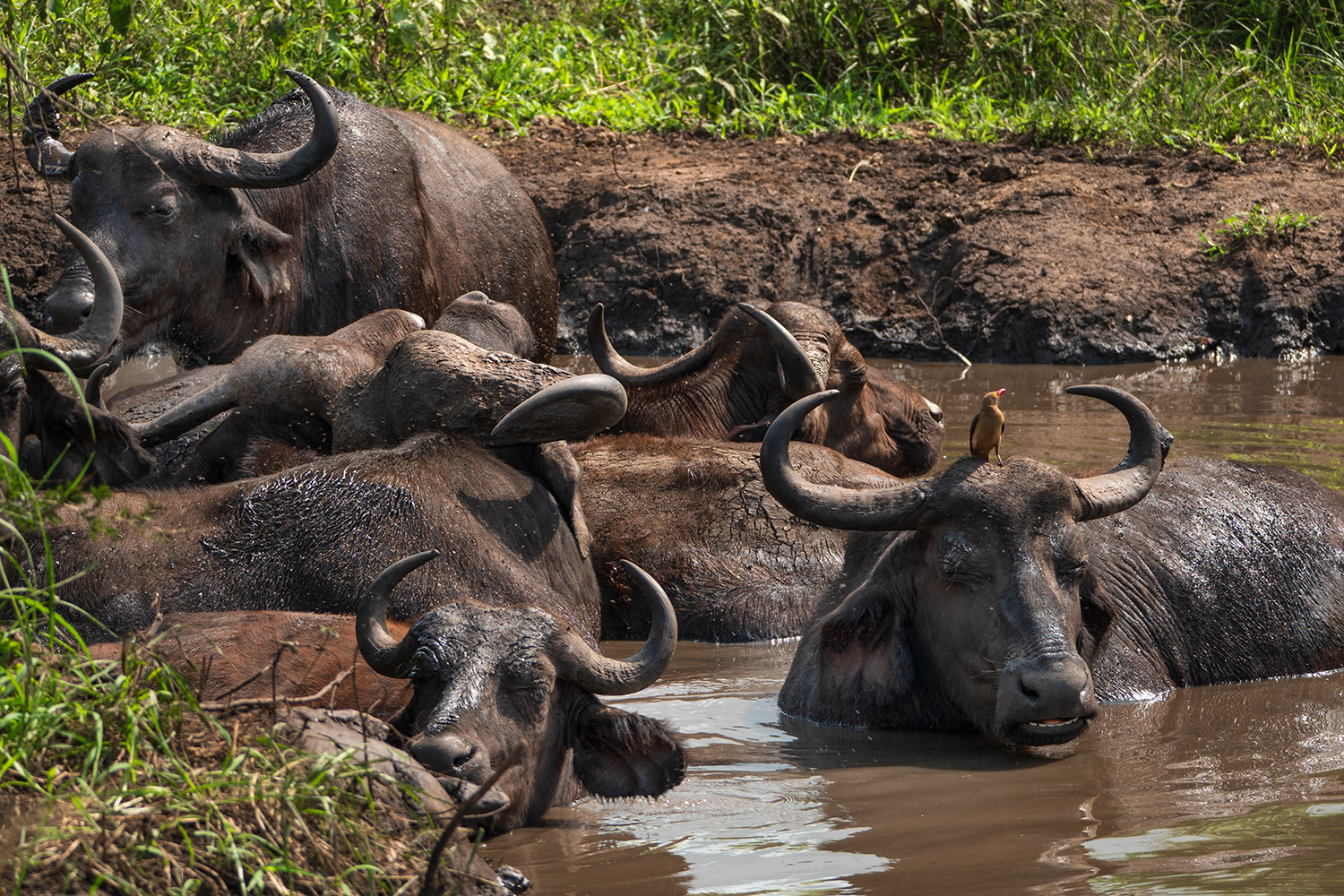 Buffel