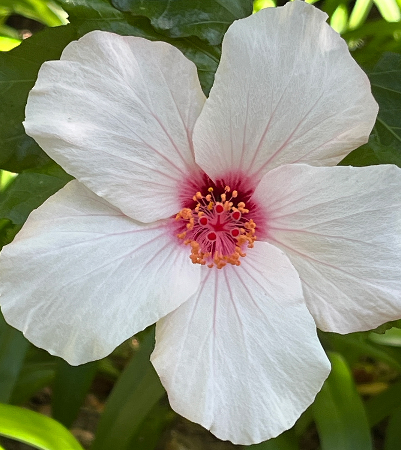 Hibiscus