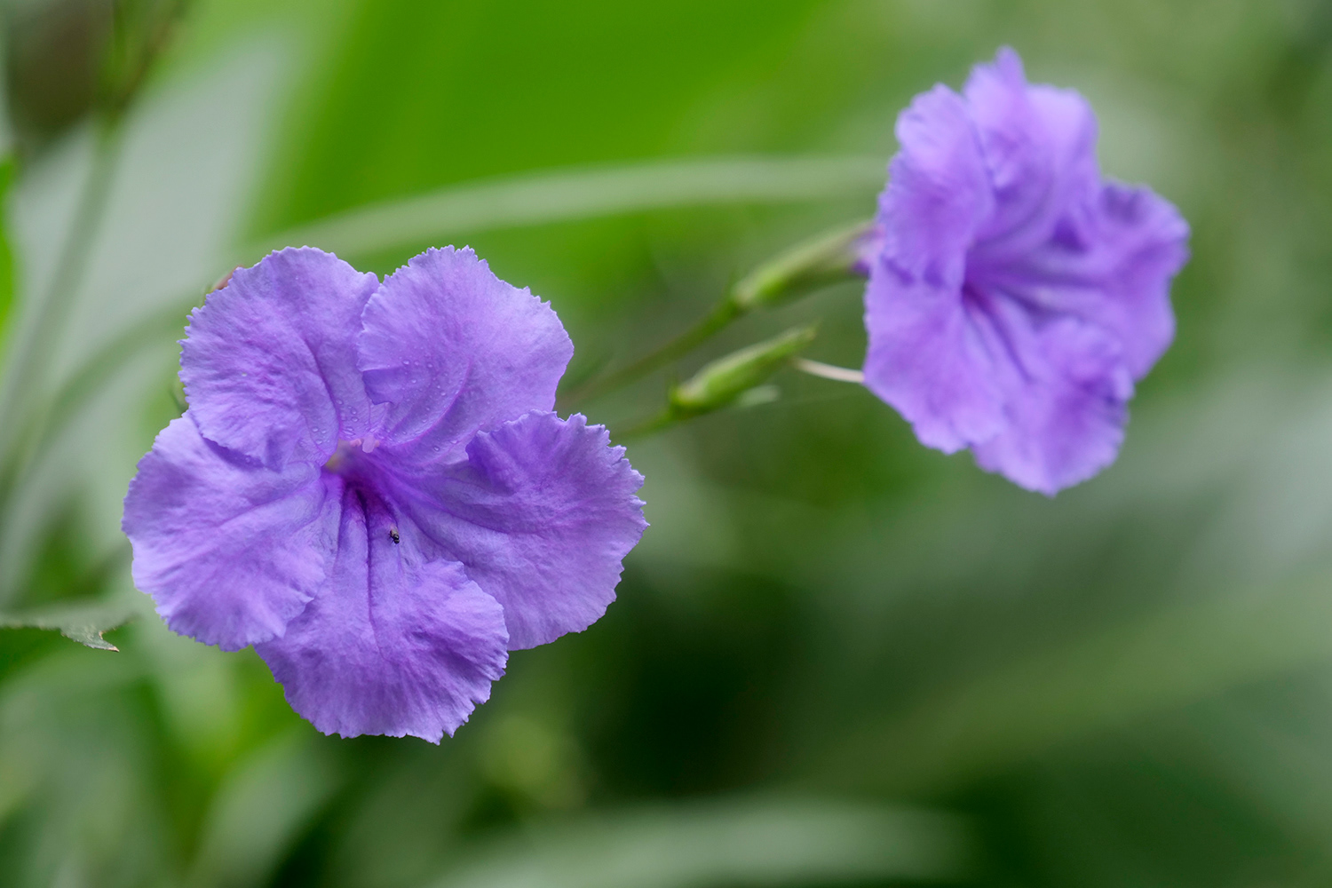 Wild petunia