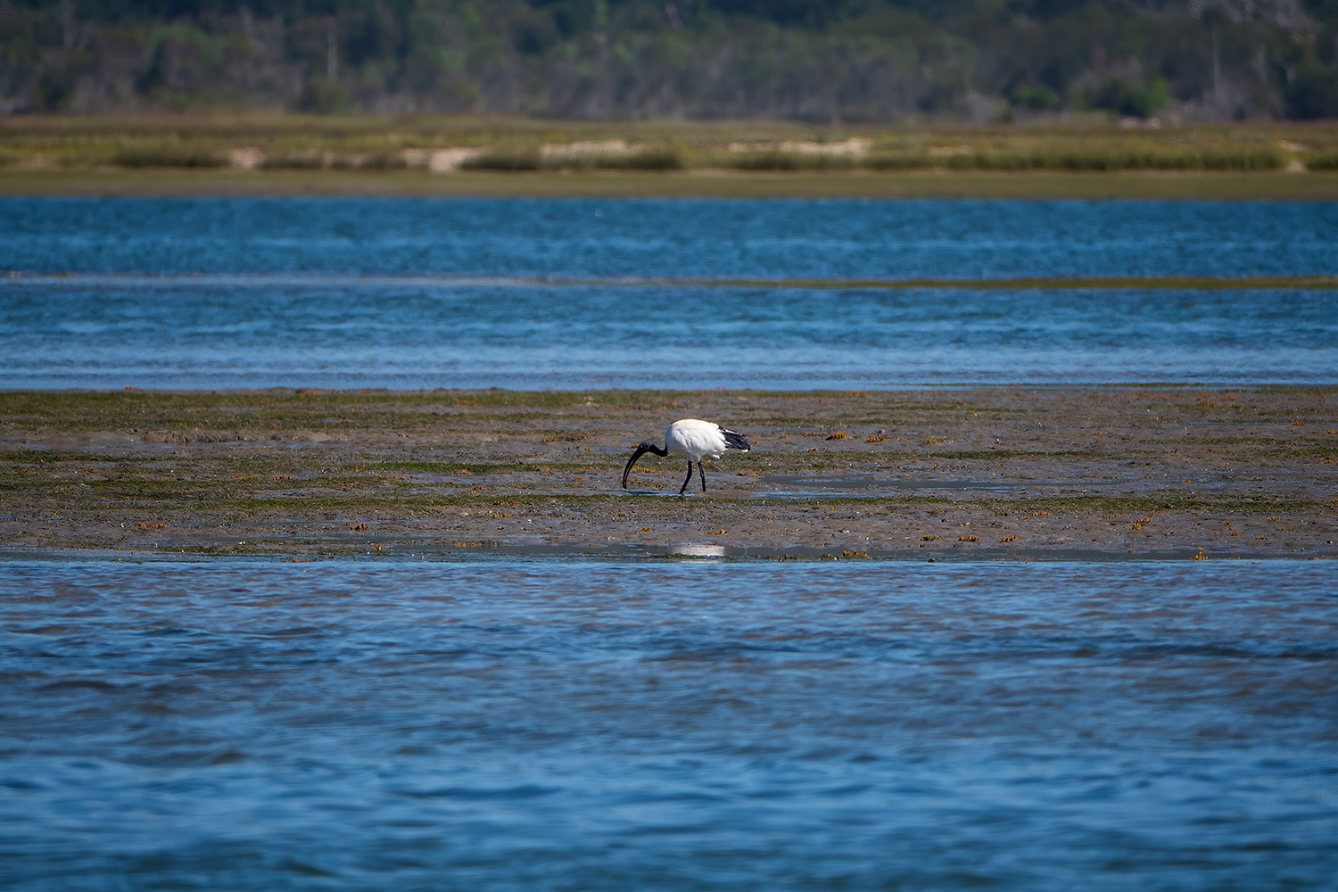 Afrikaanse heilige ibis