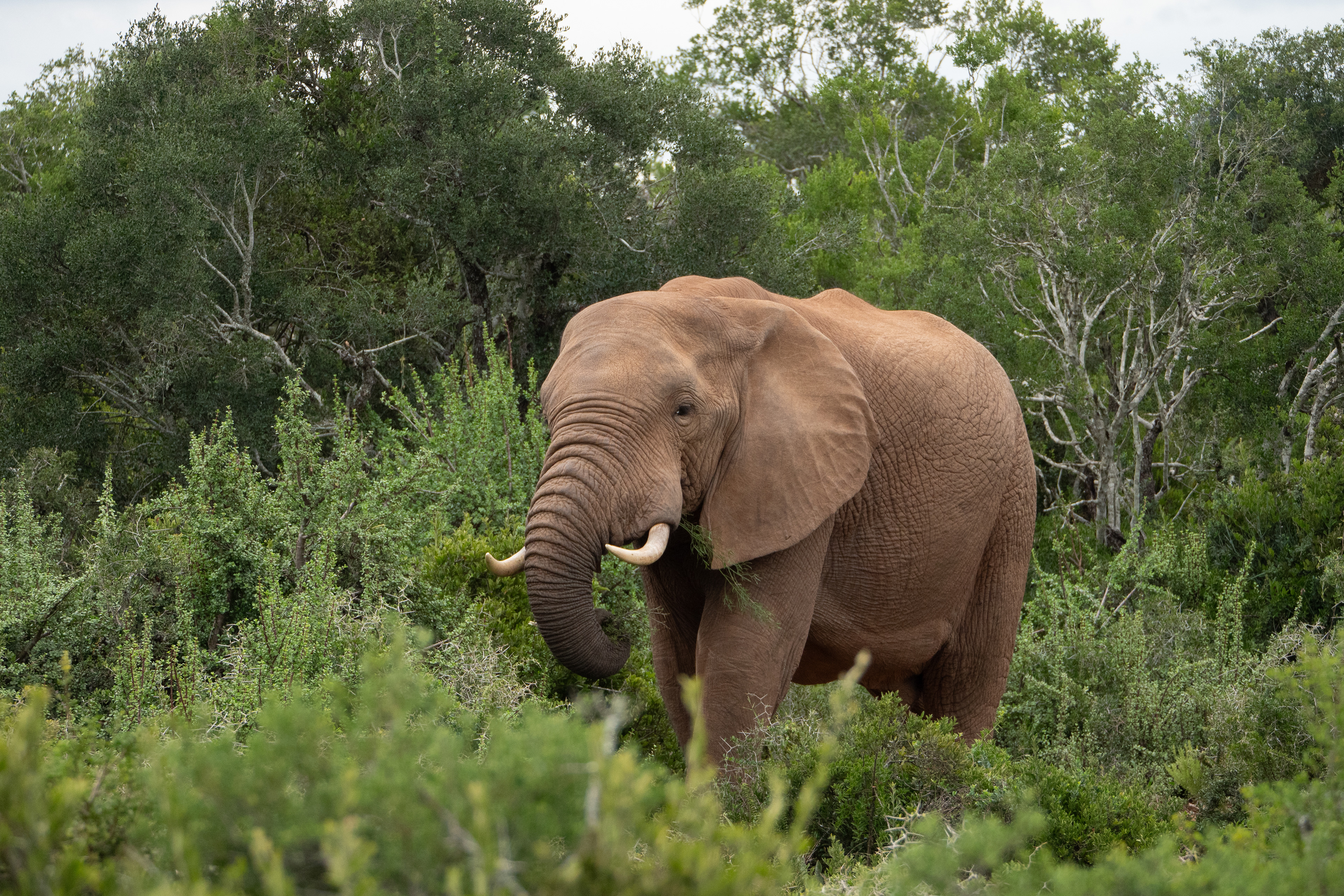 Olifant