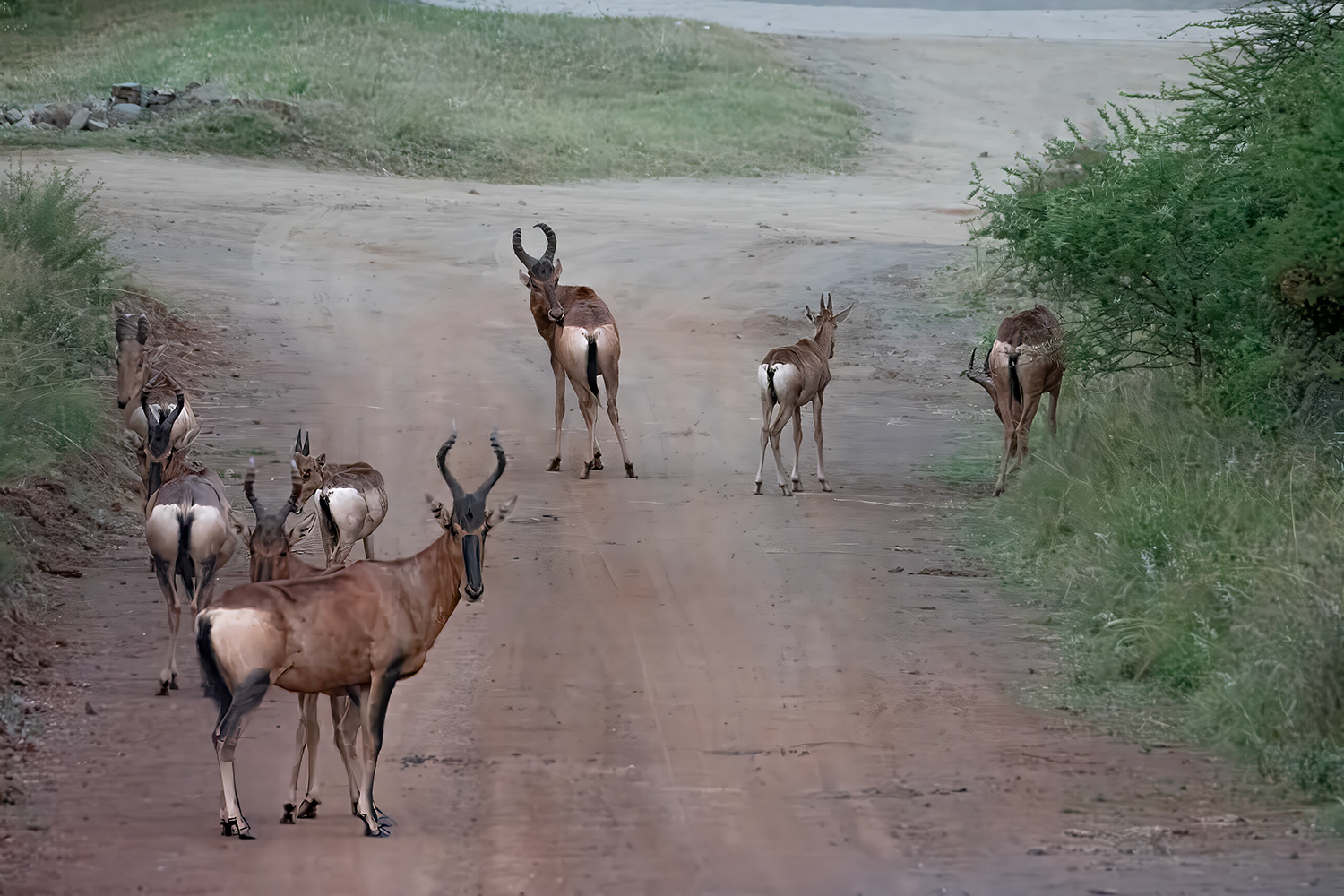 Hartebeest