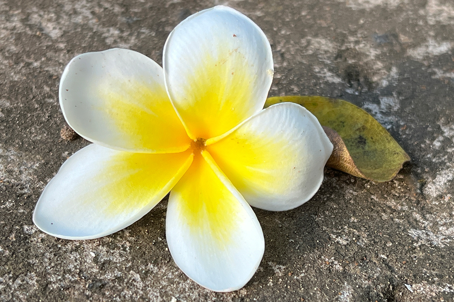 Red frangipani