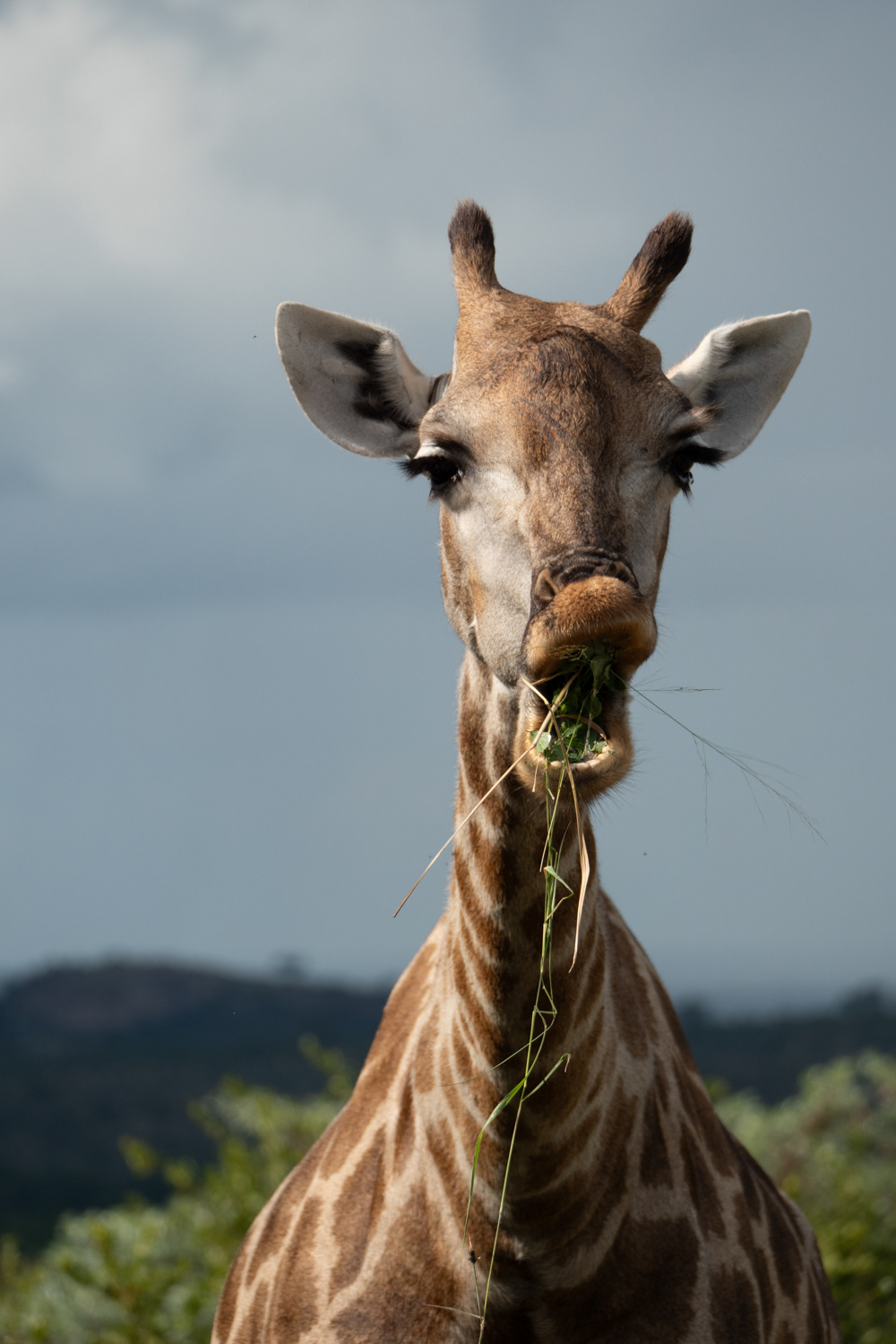 Giraffe
