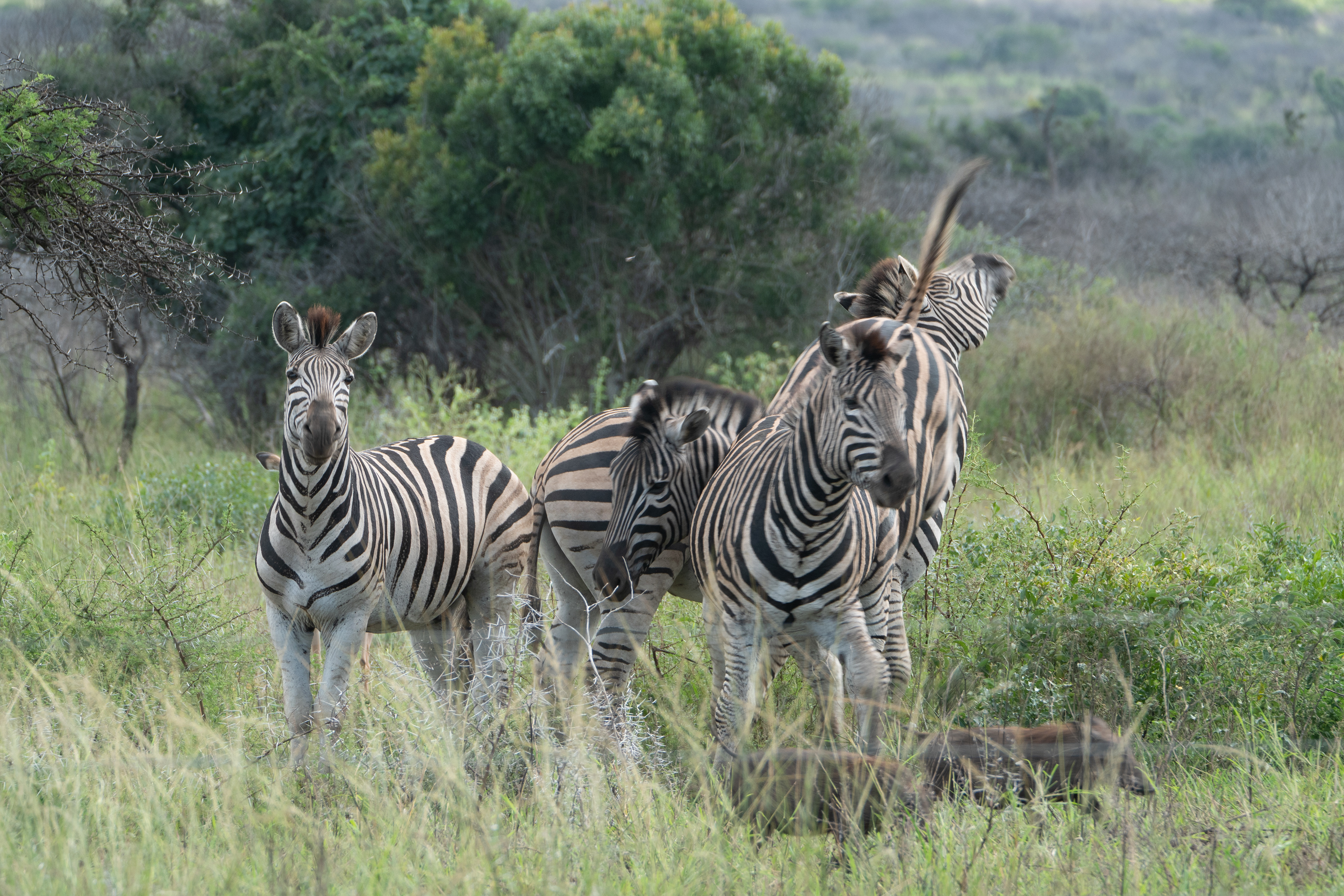 Zebra