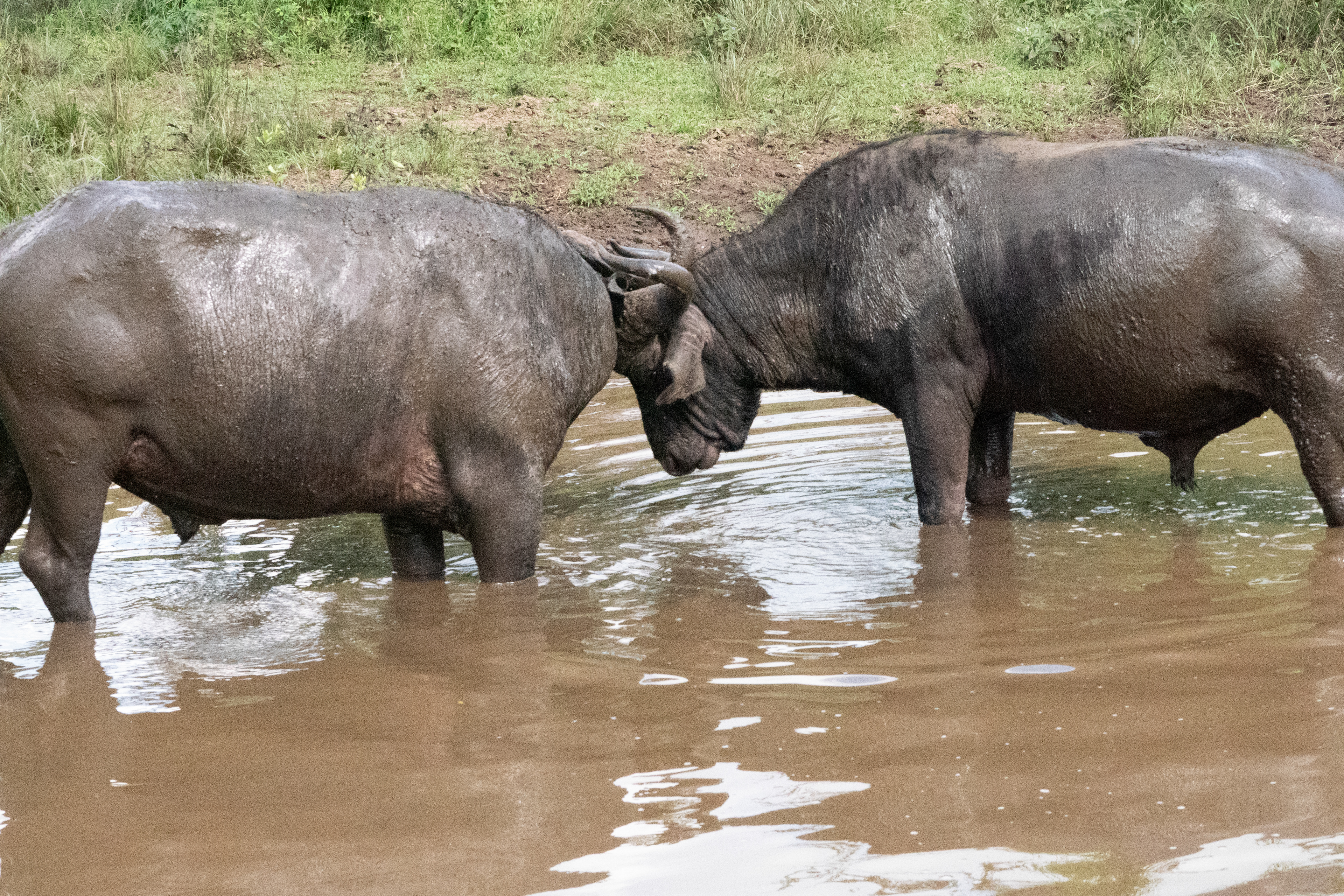 Buffel