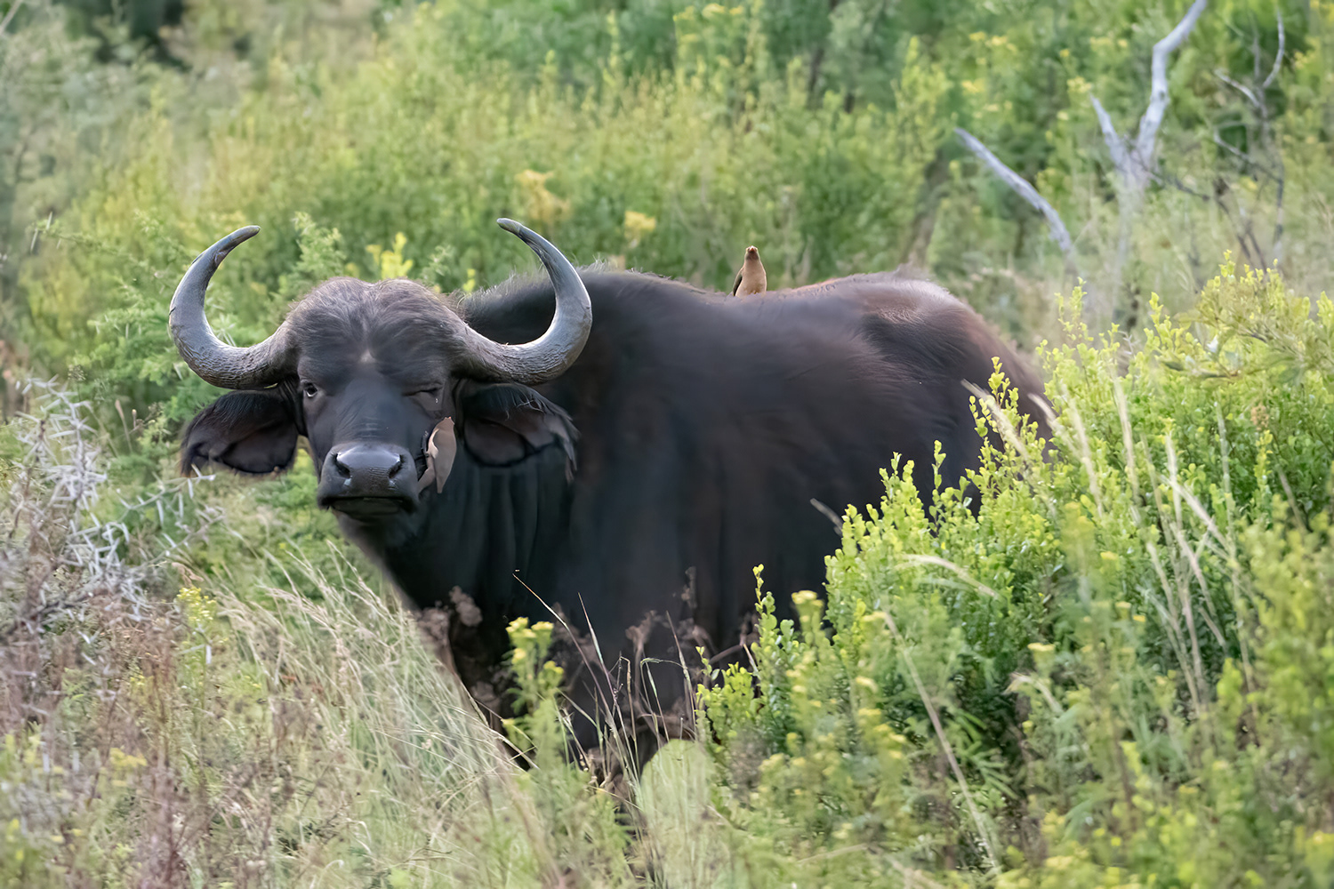 Buffel