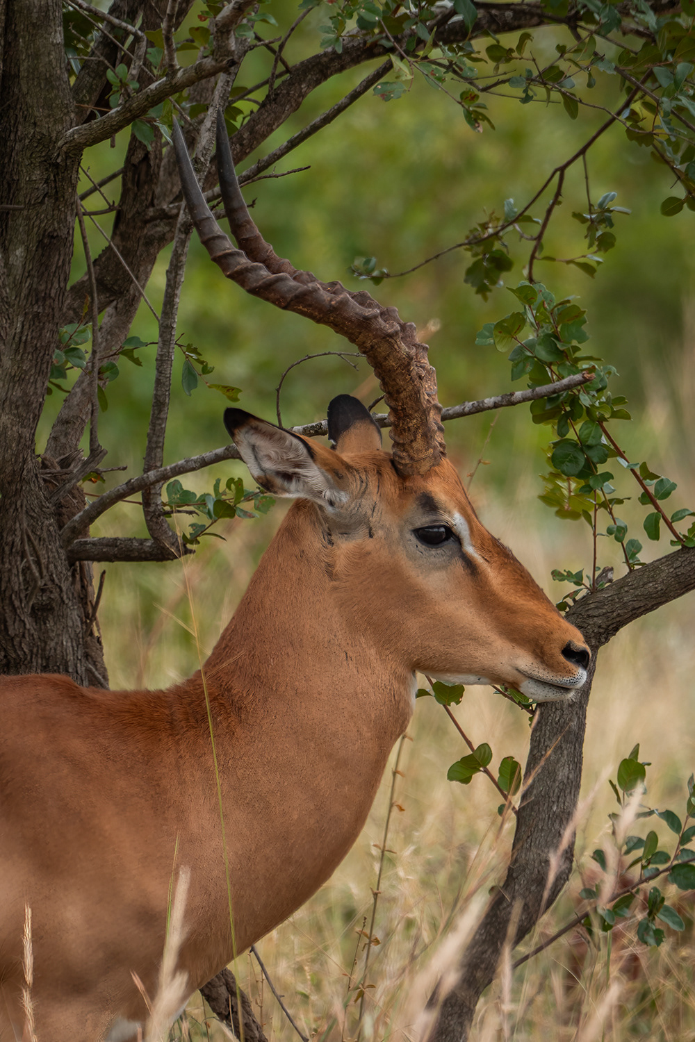 Impala