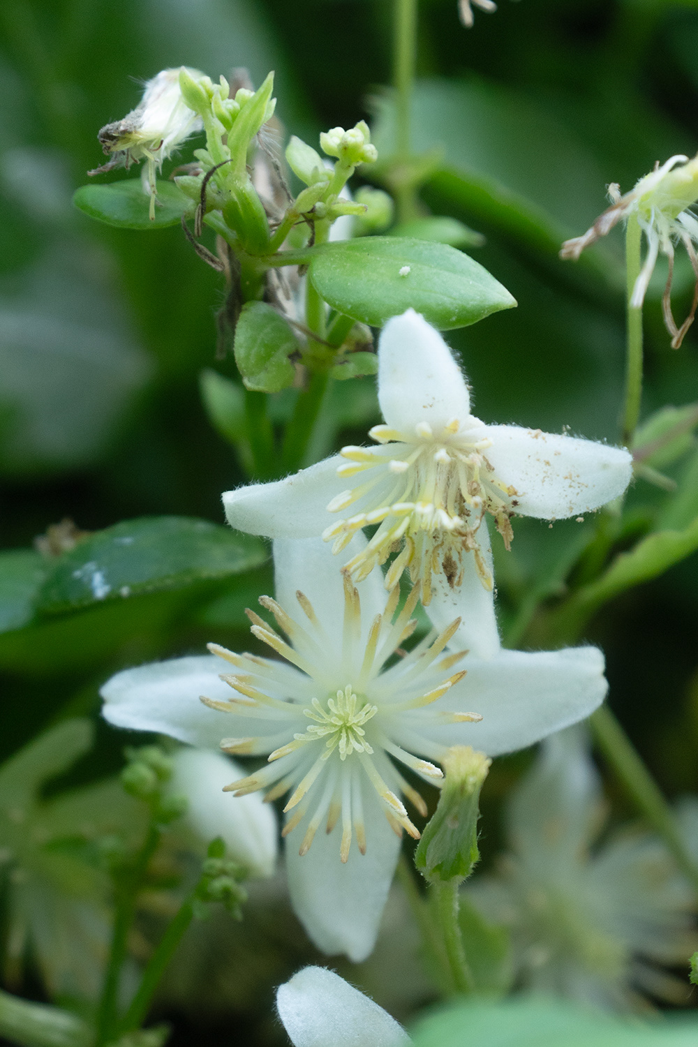 Sweet autumn clematis