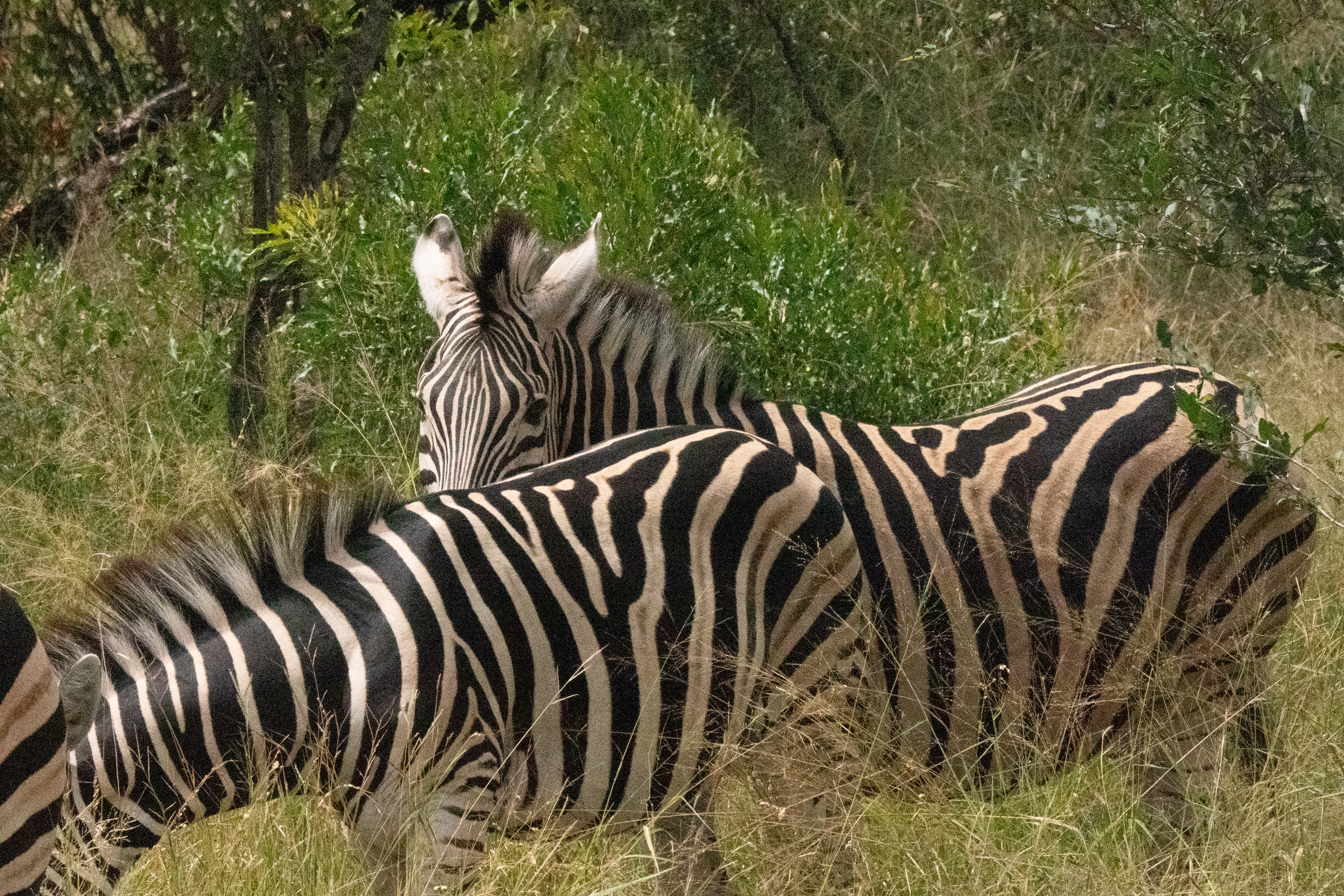 Zebra
