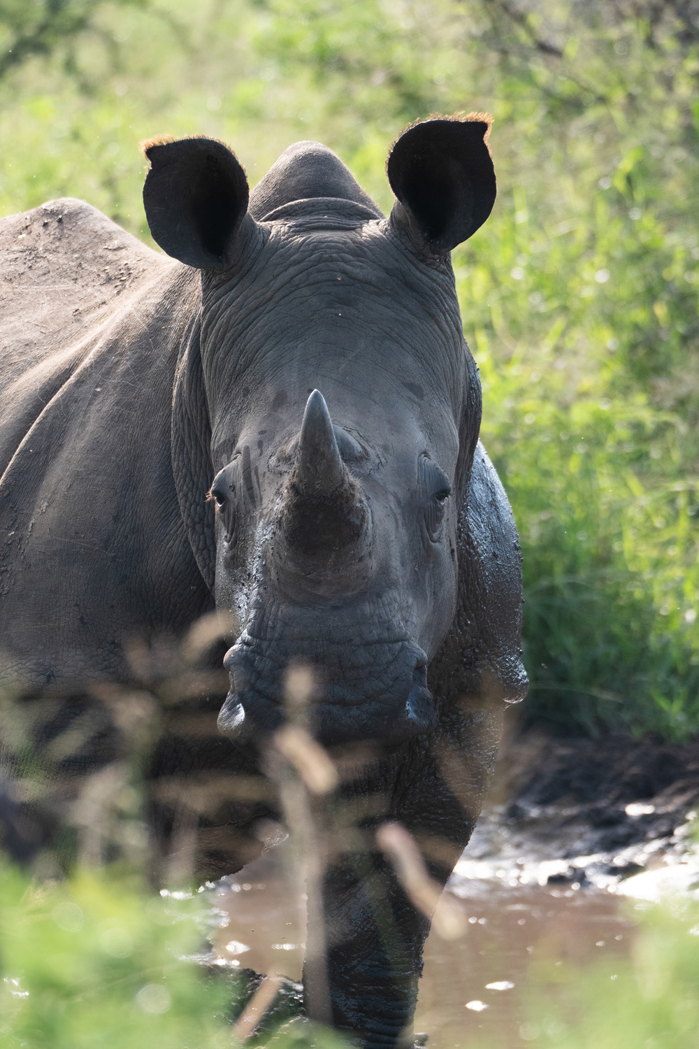 Neushoorn