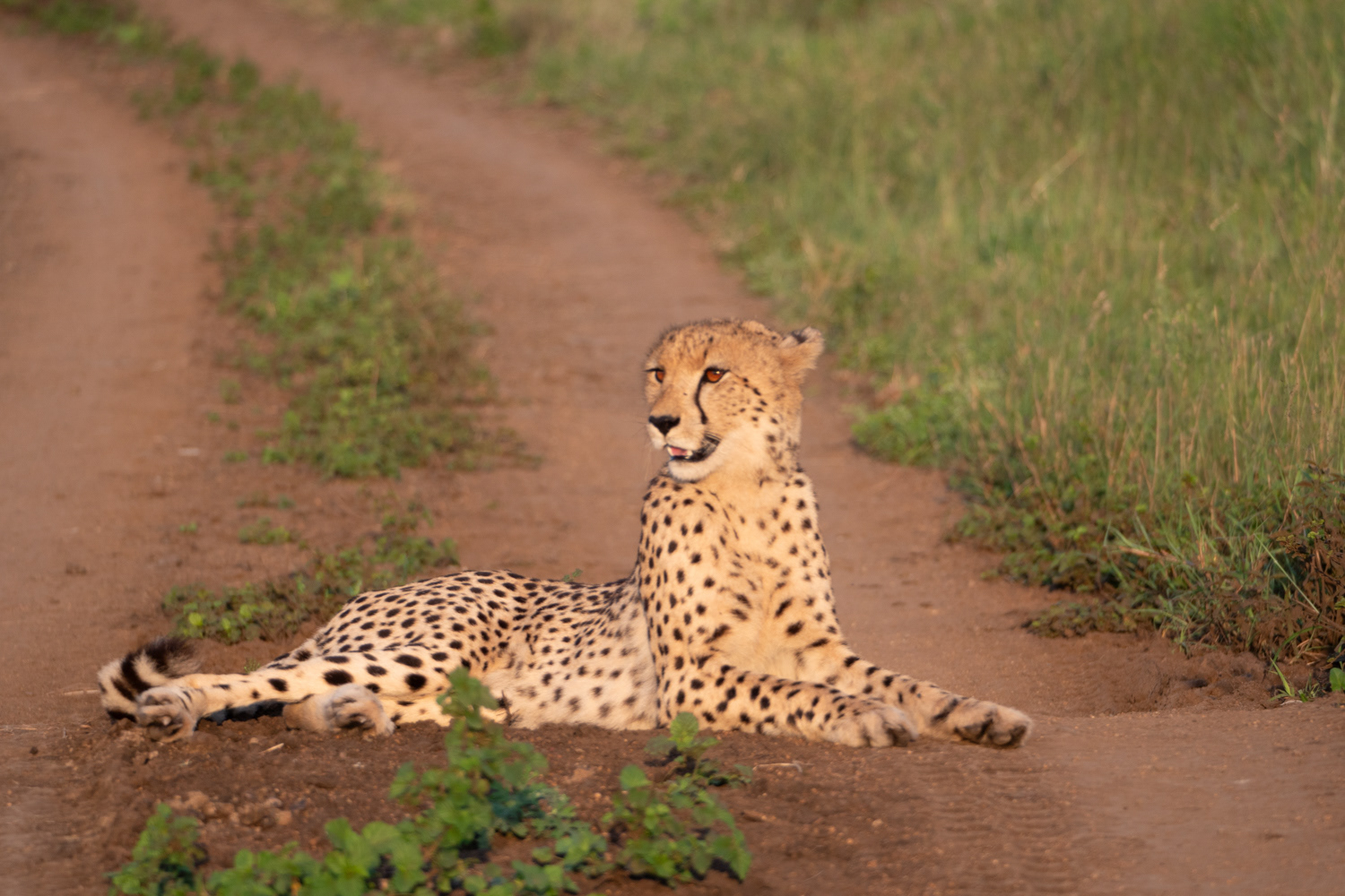 Cheeta