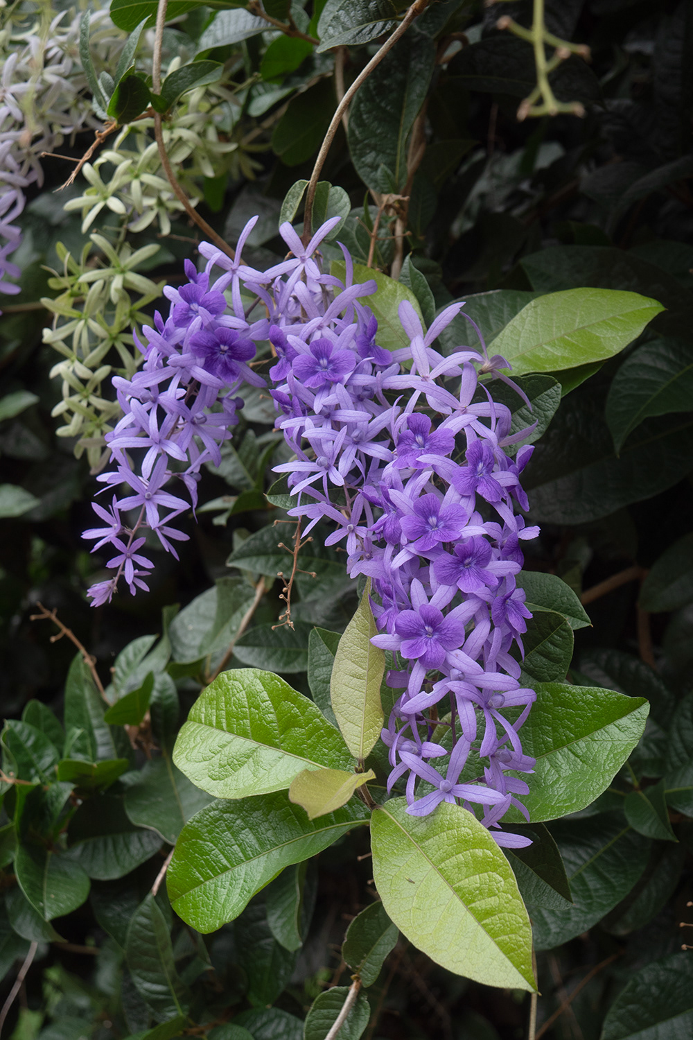 Petrea volubilis