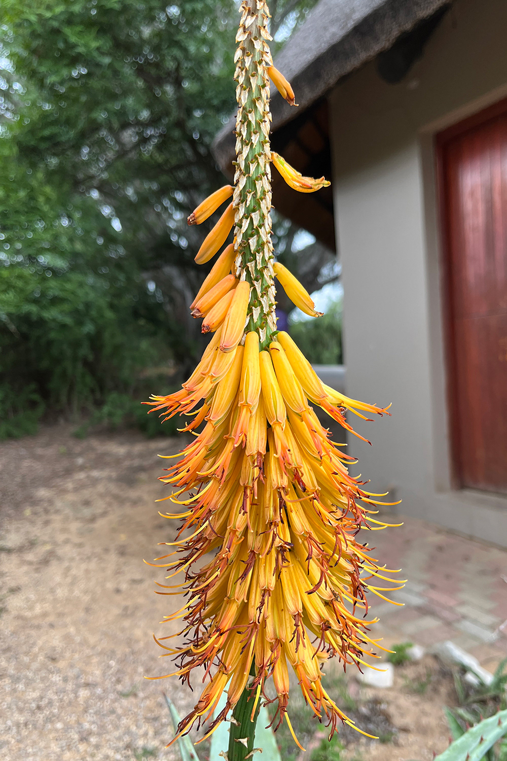 Aloe africana Mill