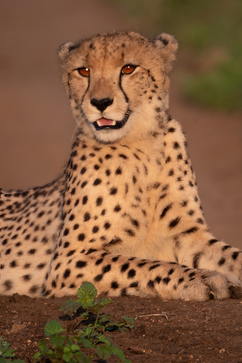 Cheeta