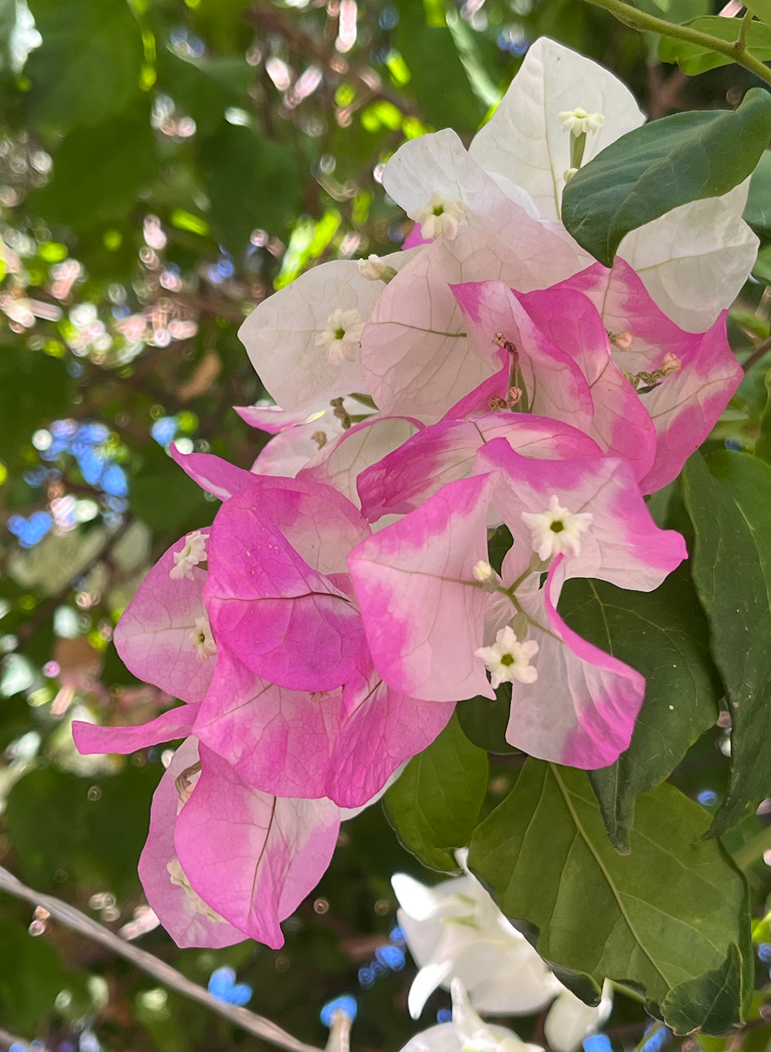 Bougainvillea spectabilis