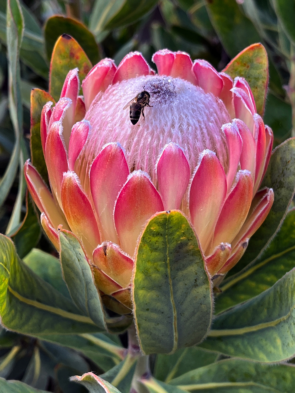 King protea