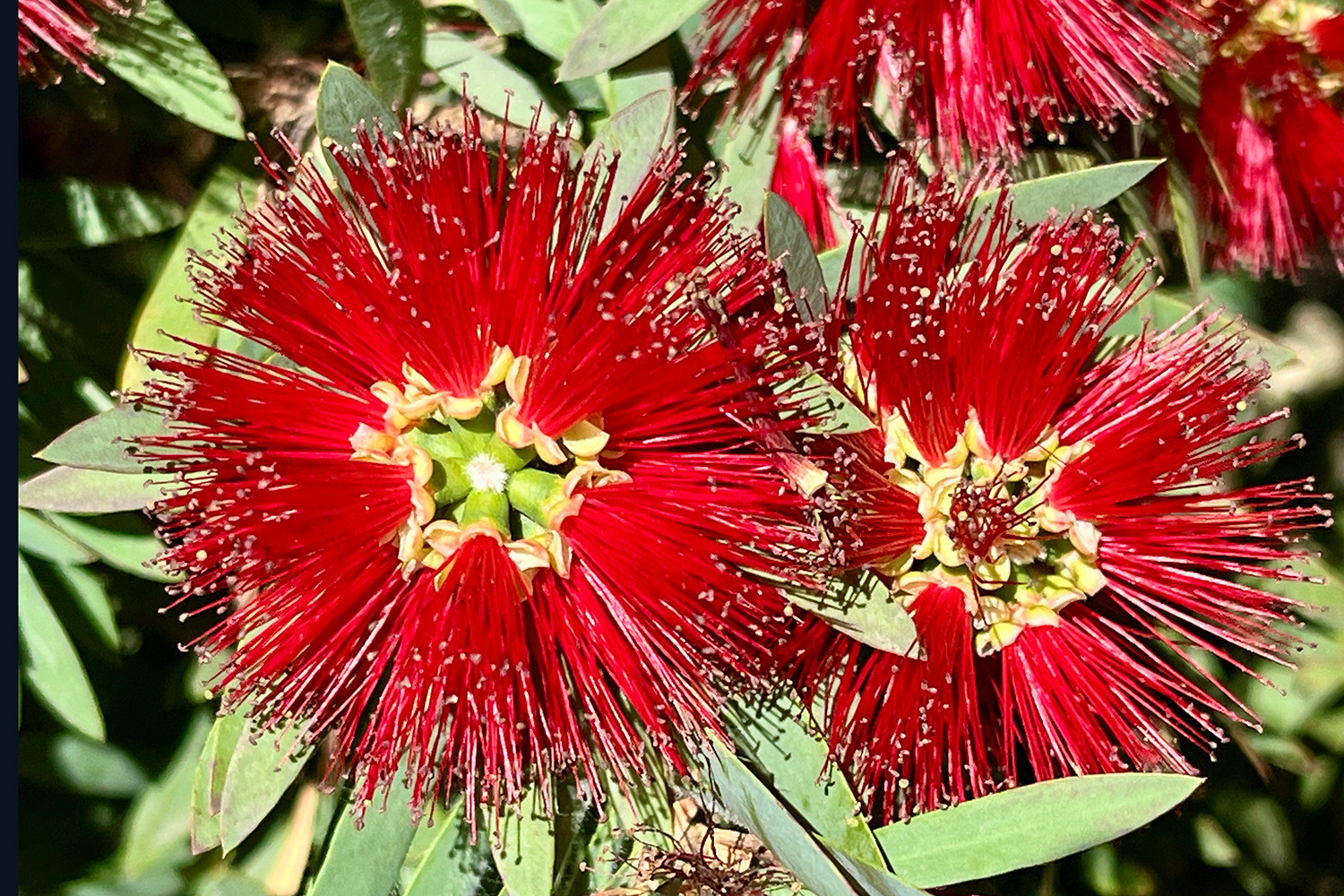Callistemon rigidus