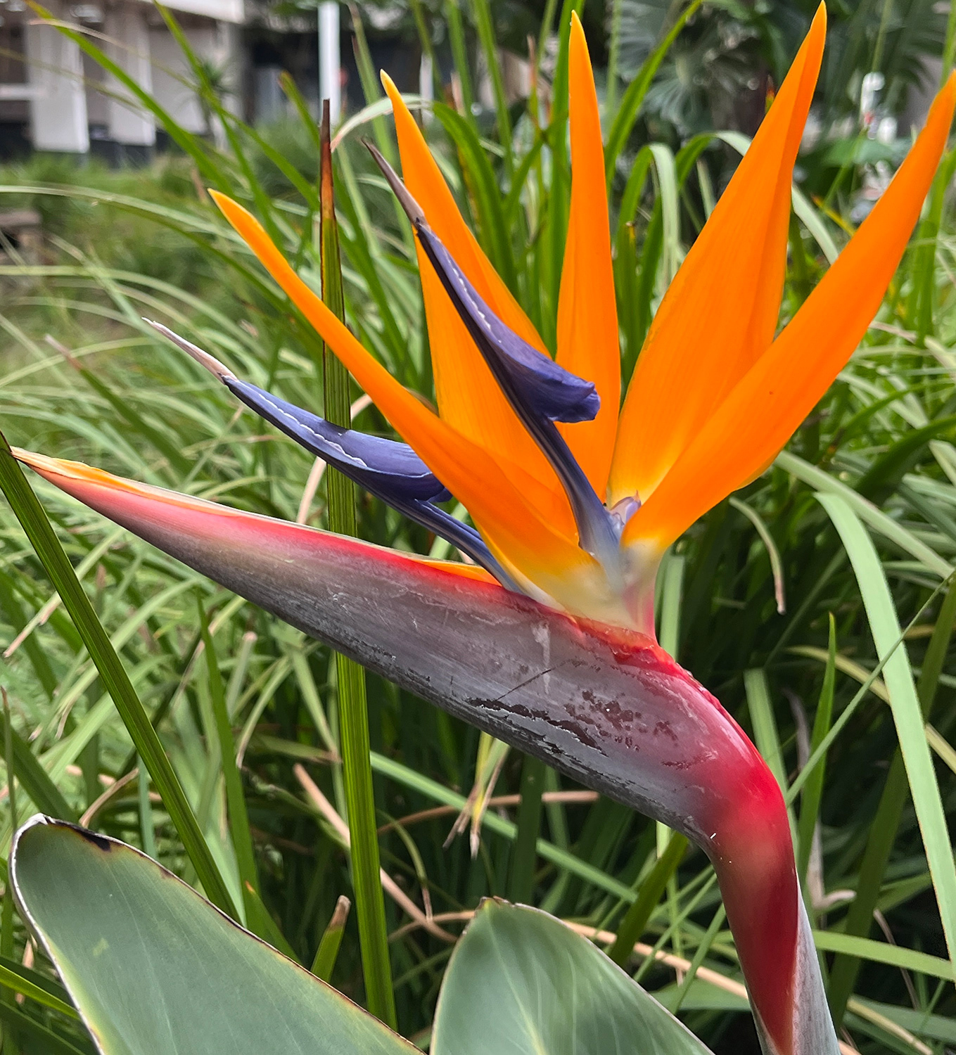 Bird of paradise flower