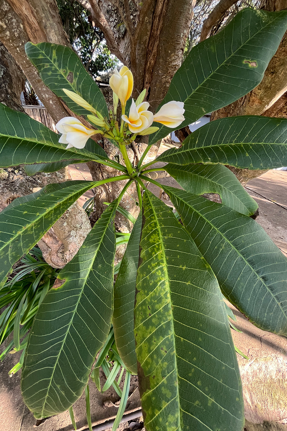 Plumeria alba