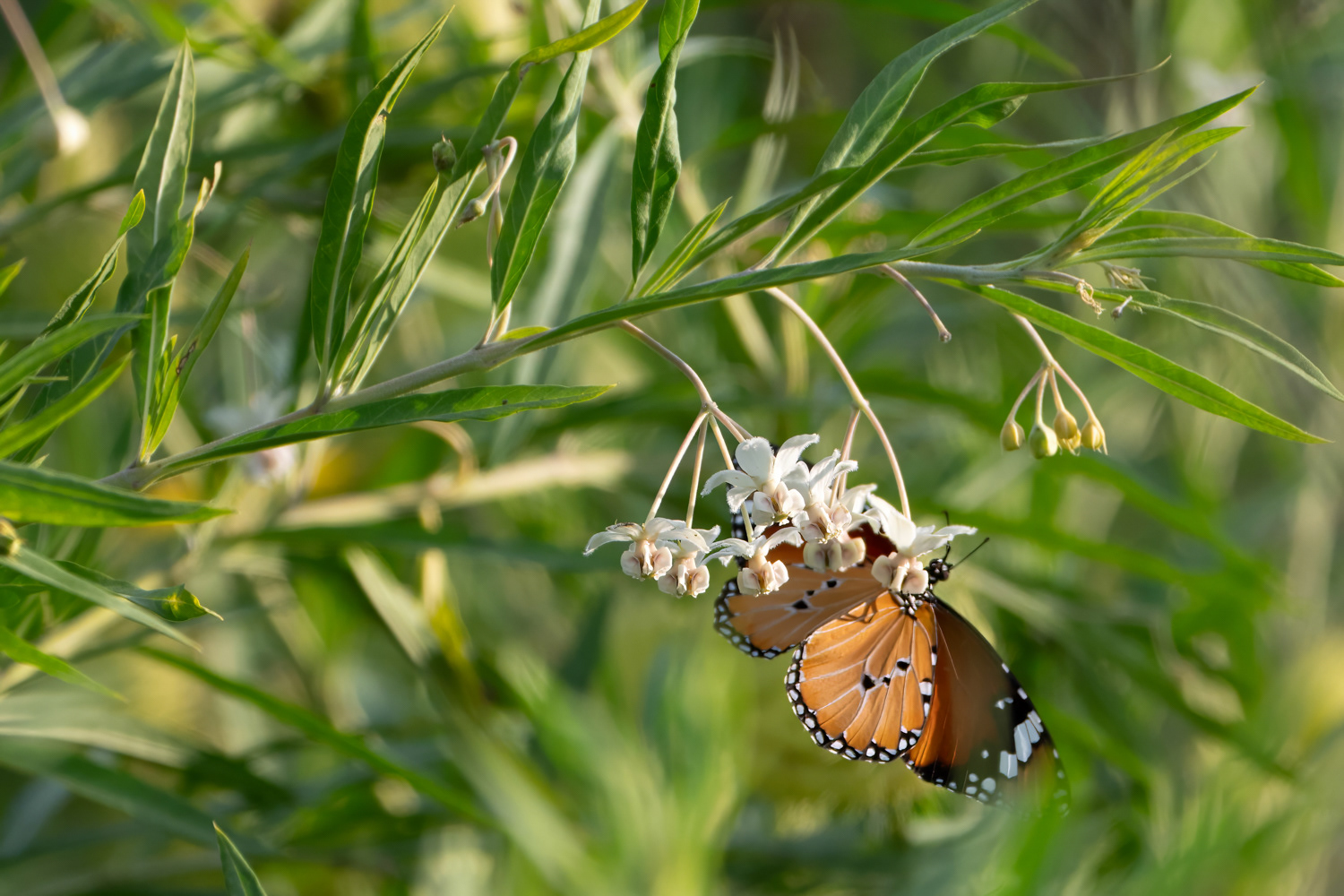 African Monarch